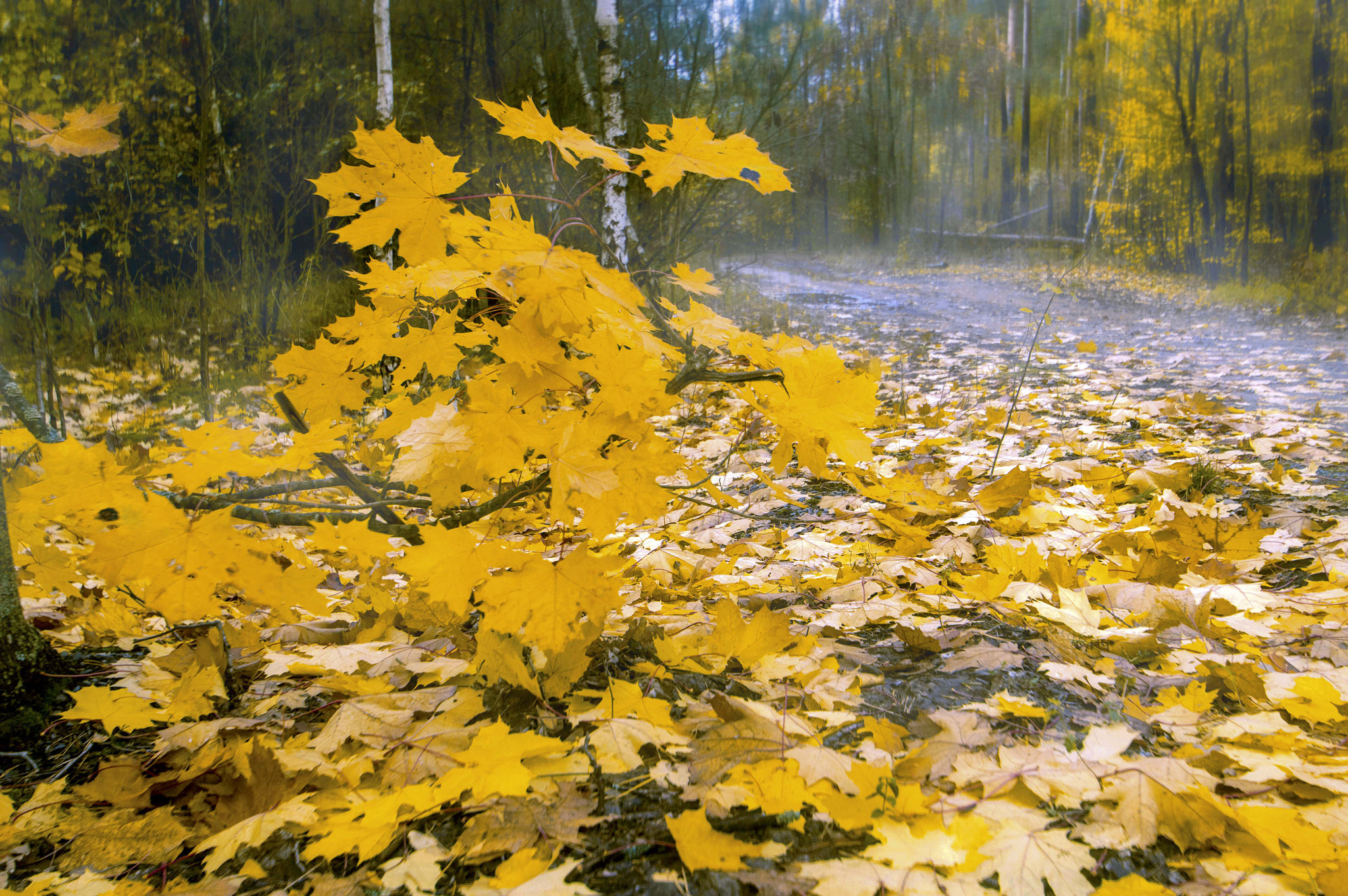 Nikon D3200 sample photo. Maple leaves. photography