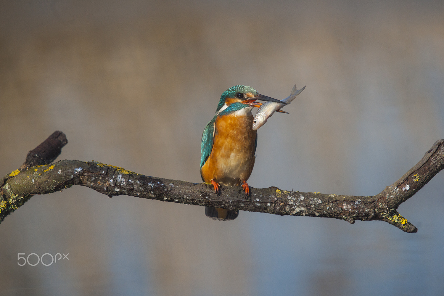 Sony 75-300mm F4.5-5.6 sample photo. The angler photography