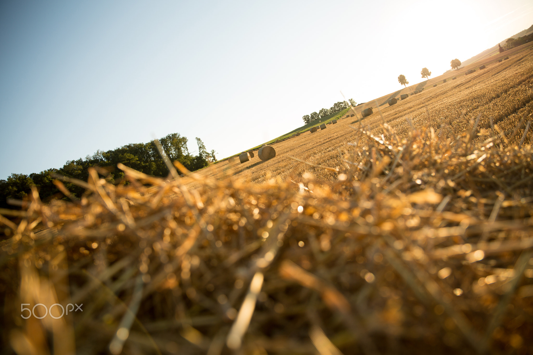 Hay in the sunset