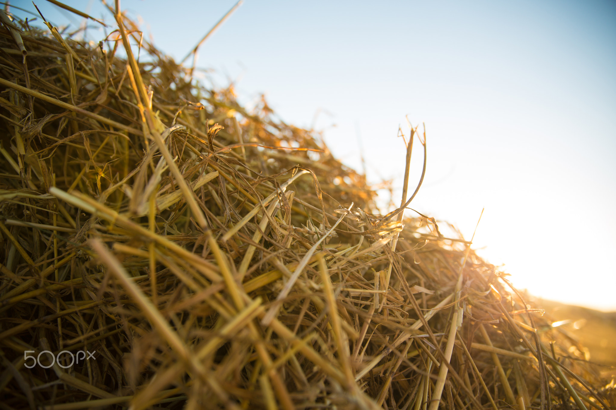 Hay in the sunset