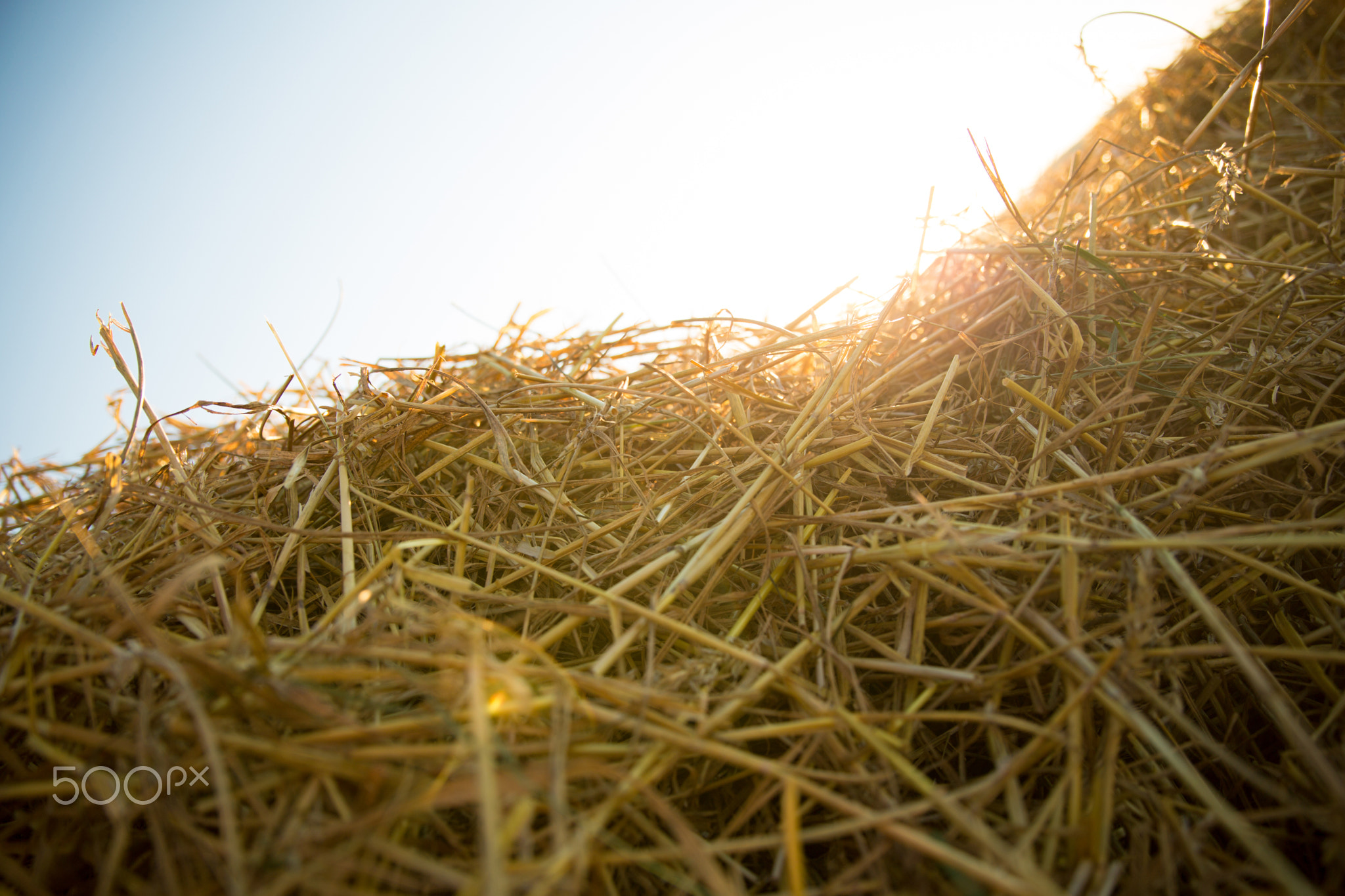 Hay in the sunset