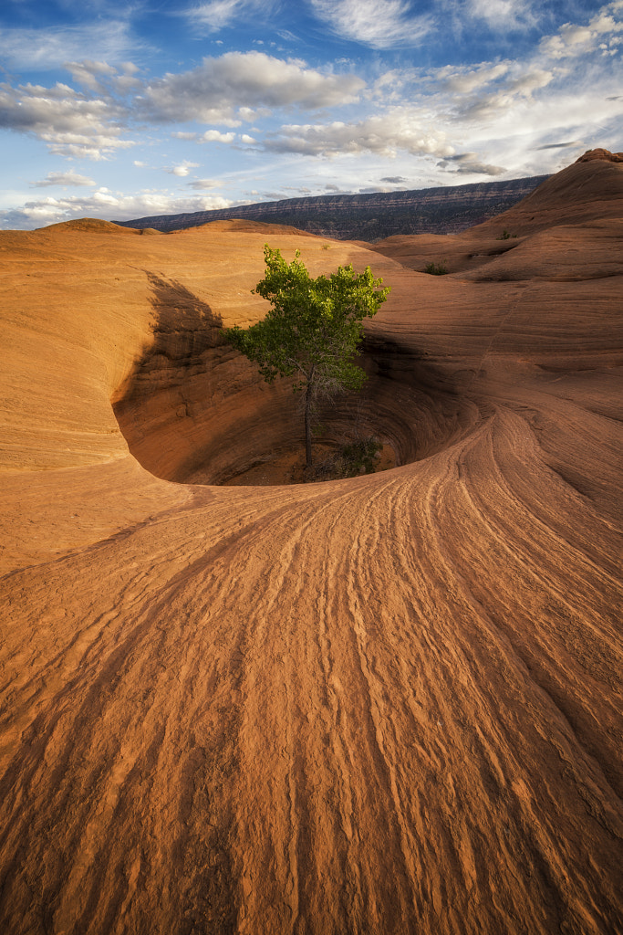 Life Finds a Way by Phill Monson on 500px.com
