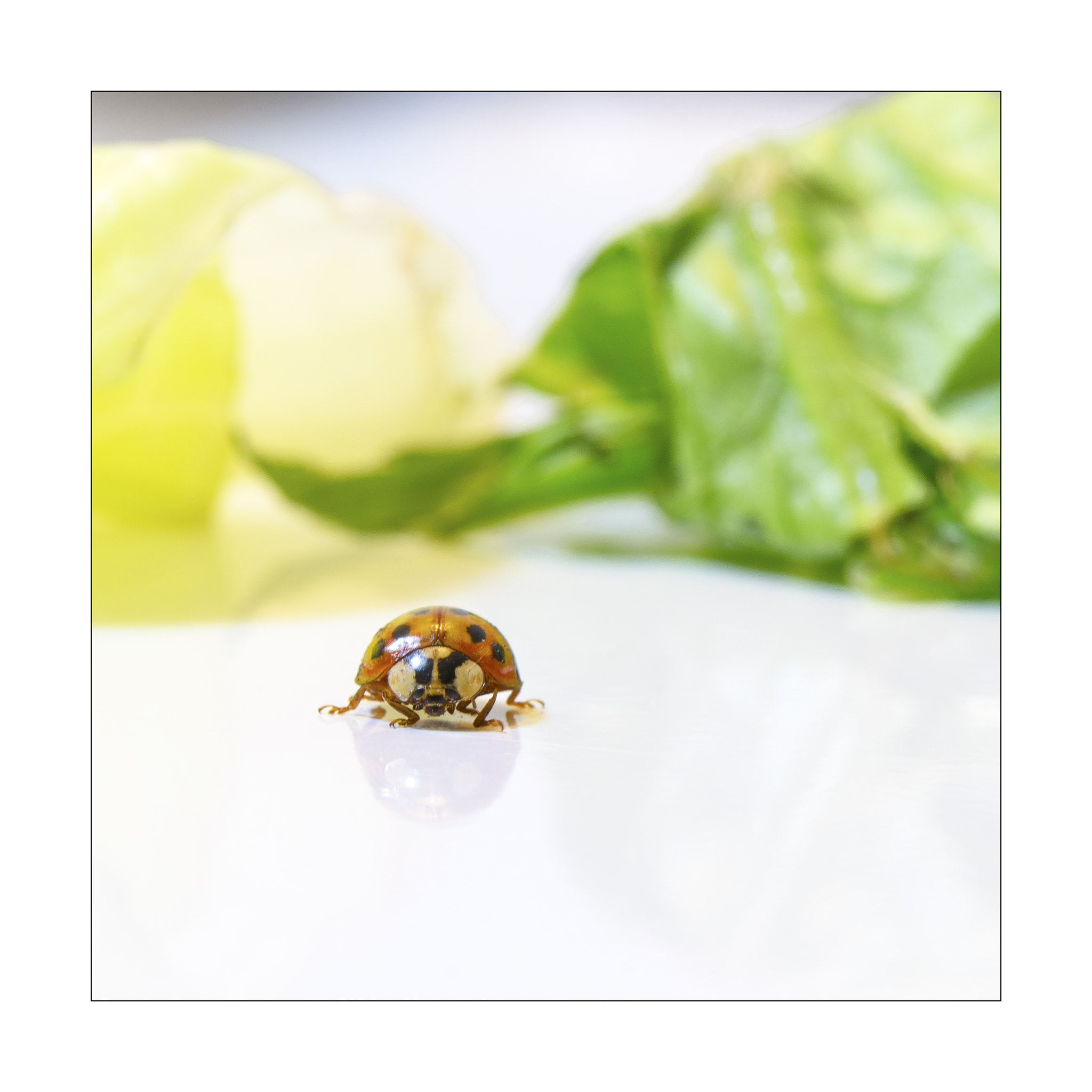 Nikon AF-S Micro-Nikkor 60mm F2.8G ED sample photo. A ladybug (like a mushroom head? ^^) photography