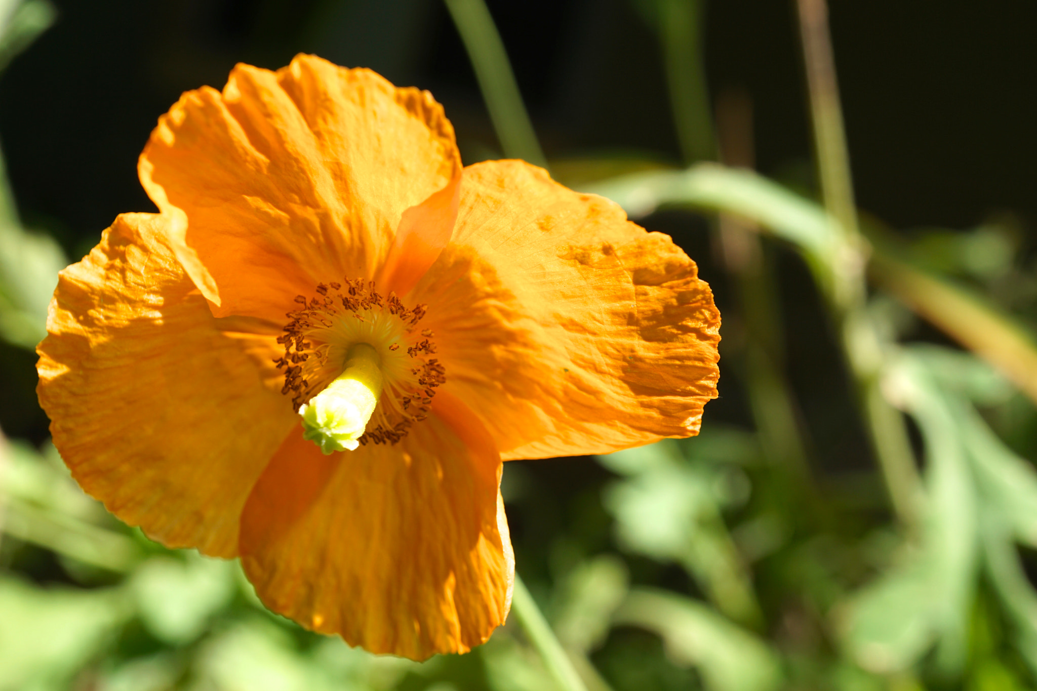 Sony a6000 sample photo. Little orange poppy photography