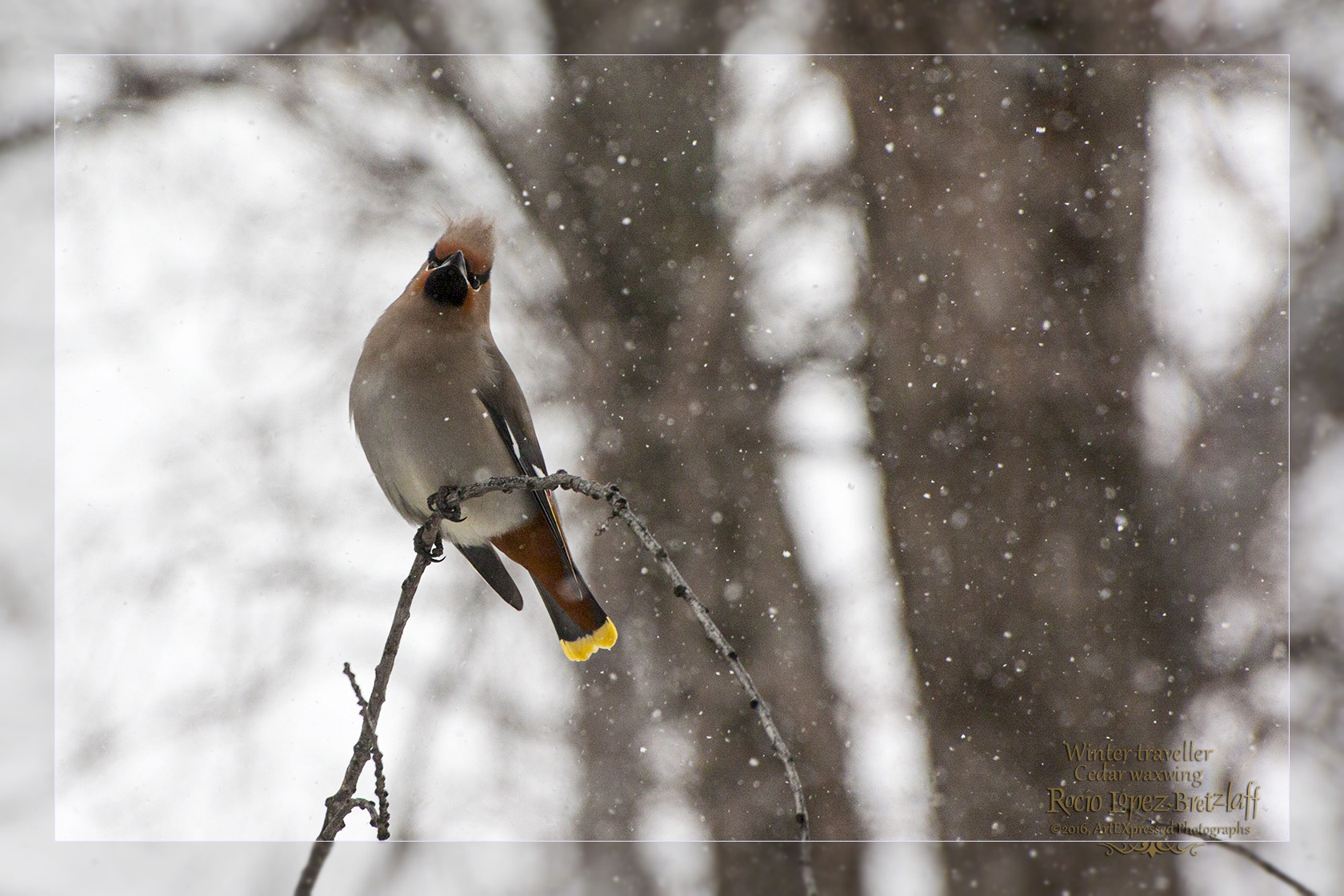 Sigma 70-300mm F4-5.6 APO DG Macro sample photo. Winter traveller photography
