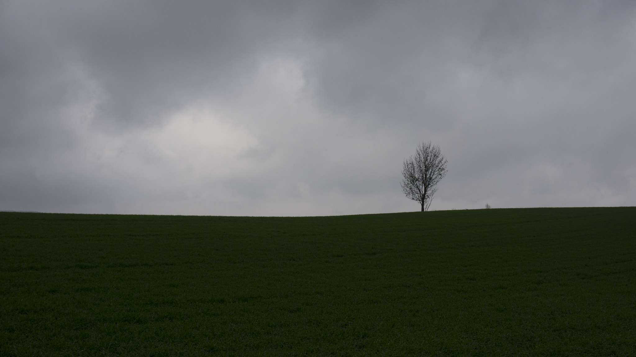 The Lonely Tree