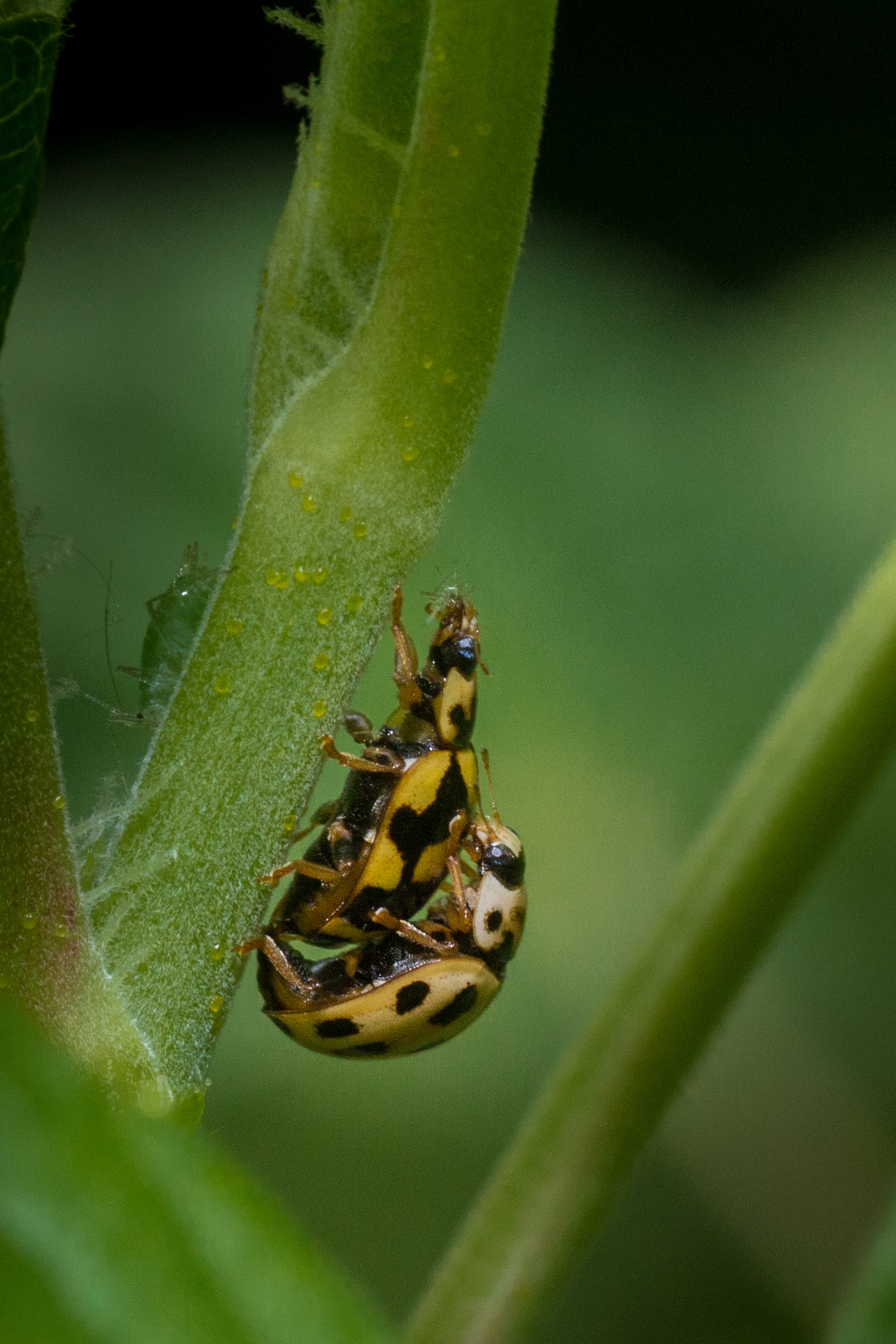 Canon EOS 700D (EOS Rebel T5i / EOS Kiss X7i) + Tamron SP AF 90mm F2.8 Di Macro sample photo. Ladybird yellow photography