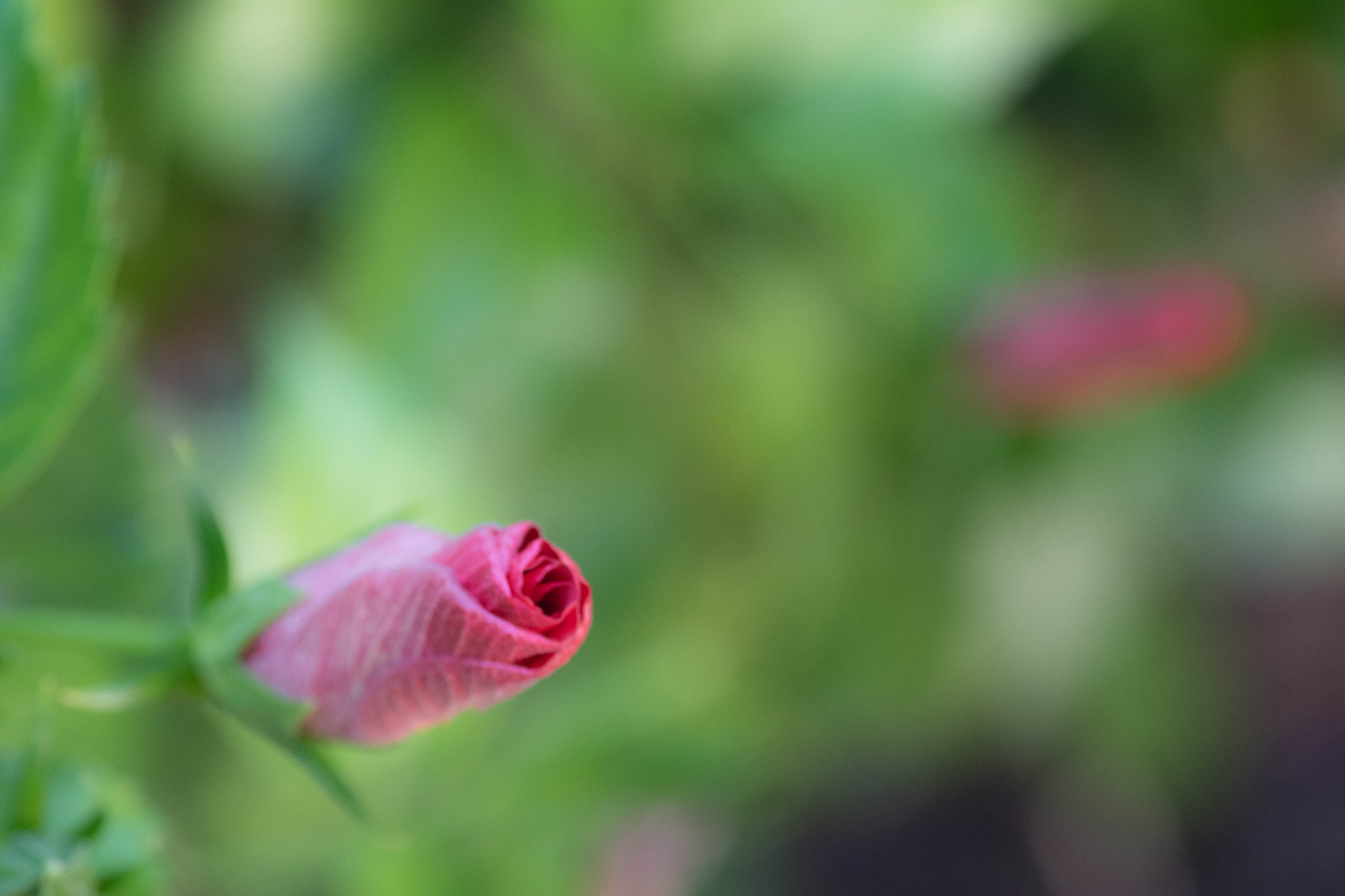 Tokina AT-X Pro 100mm F2.8 Macro sample photo. Blooming flower photography