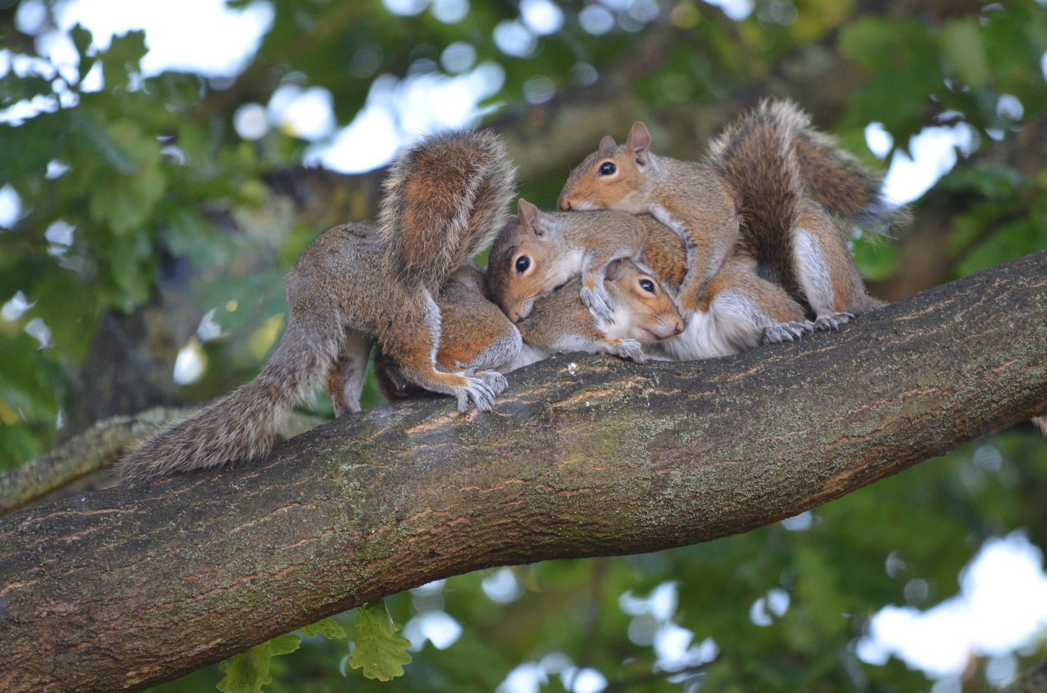Sigma 150-500mm F5-6.3 DG OS HSM sample photo. Ruff & tumble photography