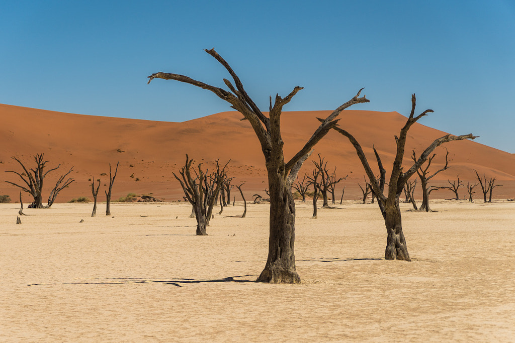 Petrified Trees of Deadvlei by Luke Whitman on 500px.com