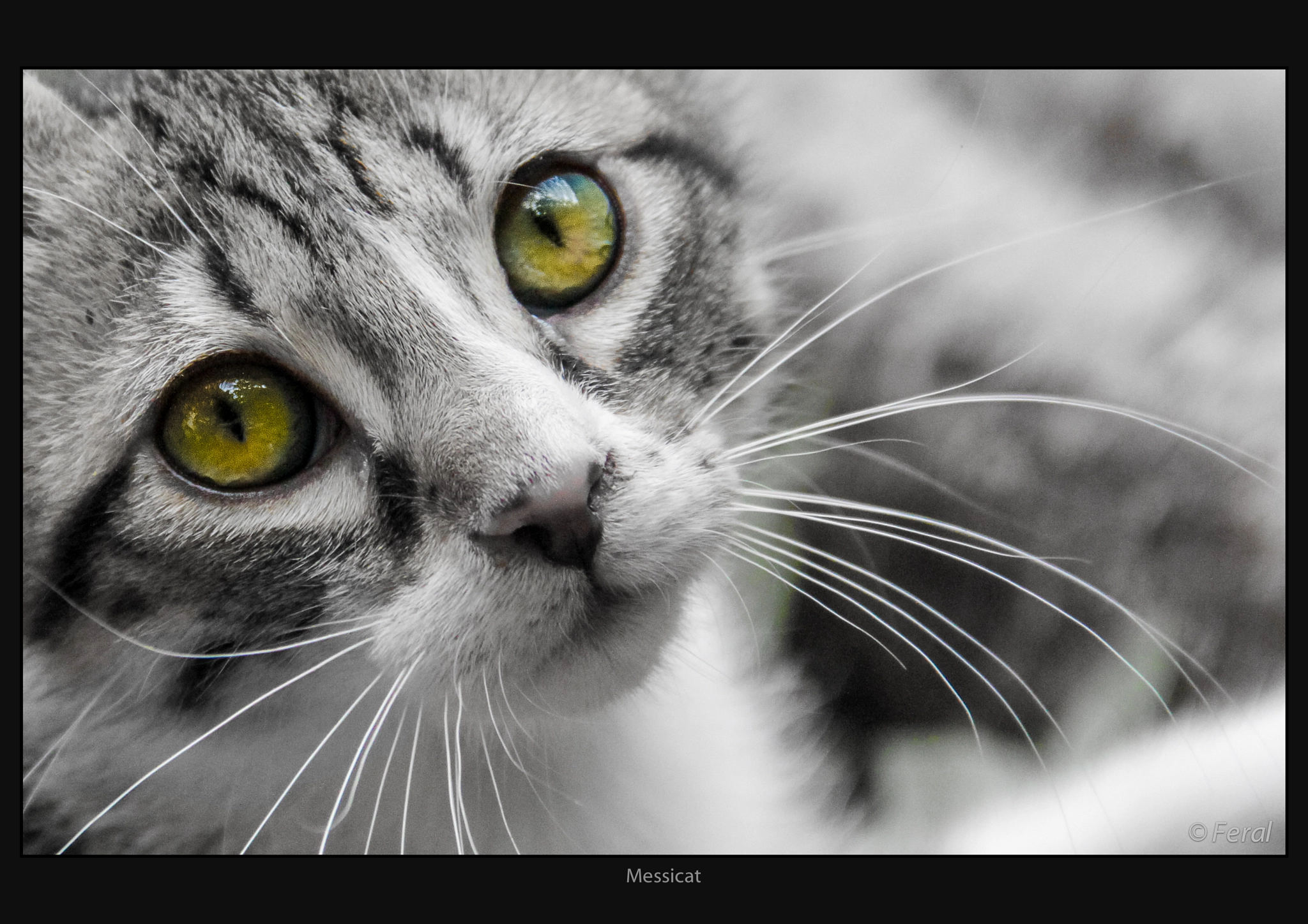 messicat