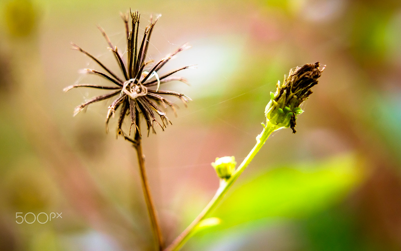 Sony a5100 sample photo. No flower photography