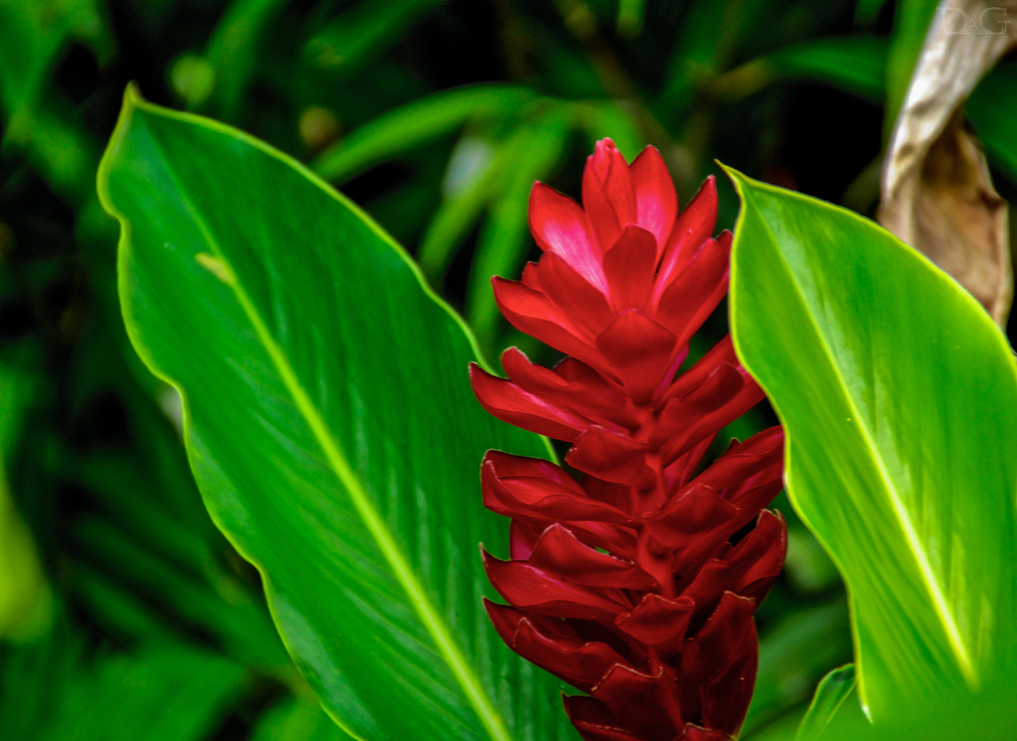 Sigma 18-250mm F3.5-6.3 DC OS HSM sample photo. Rote blume - 01 photography