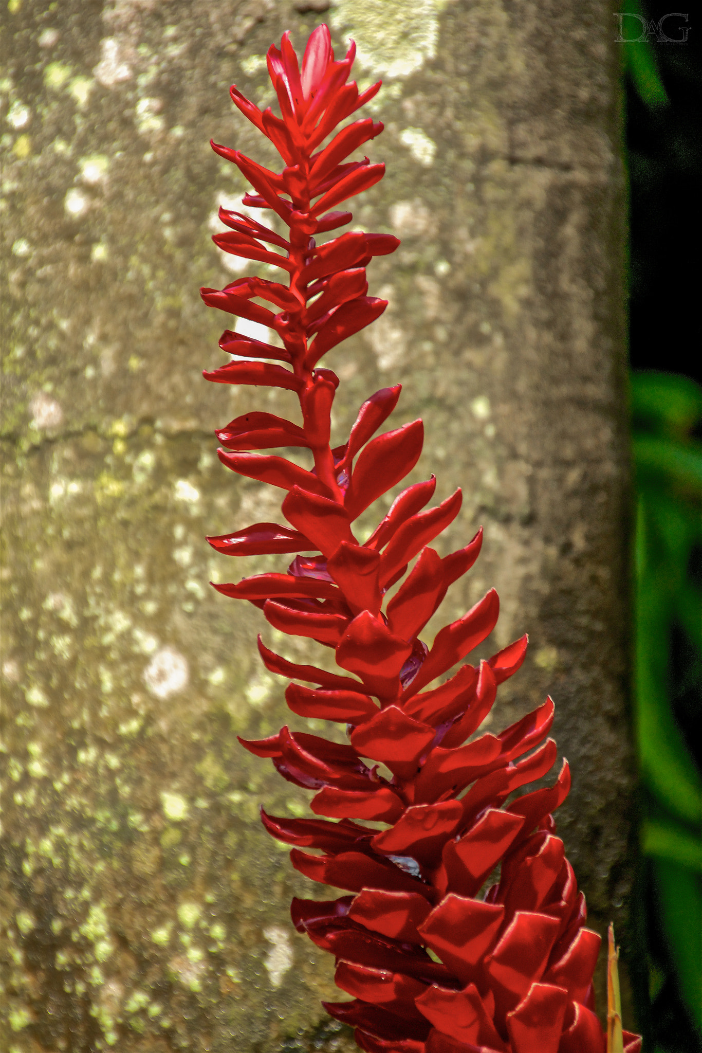 Sigma 18-250mm F3.5-6.3 DC OS HSM sample photo. Rote blume - 02 photography
