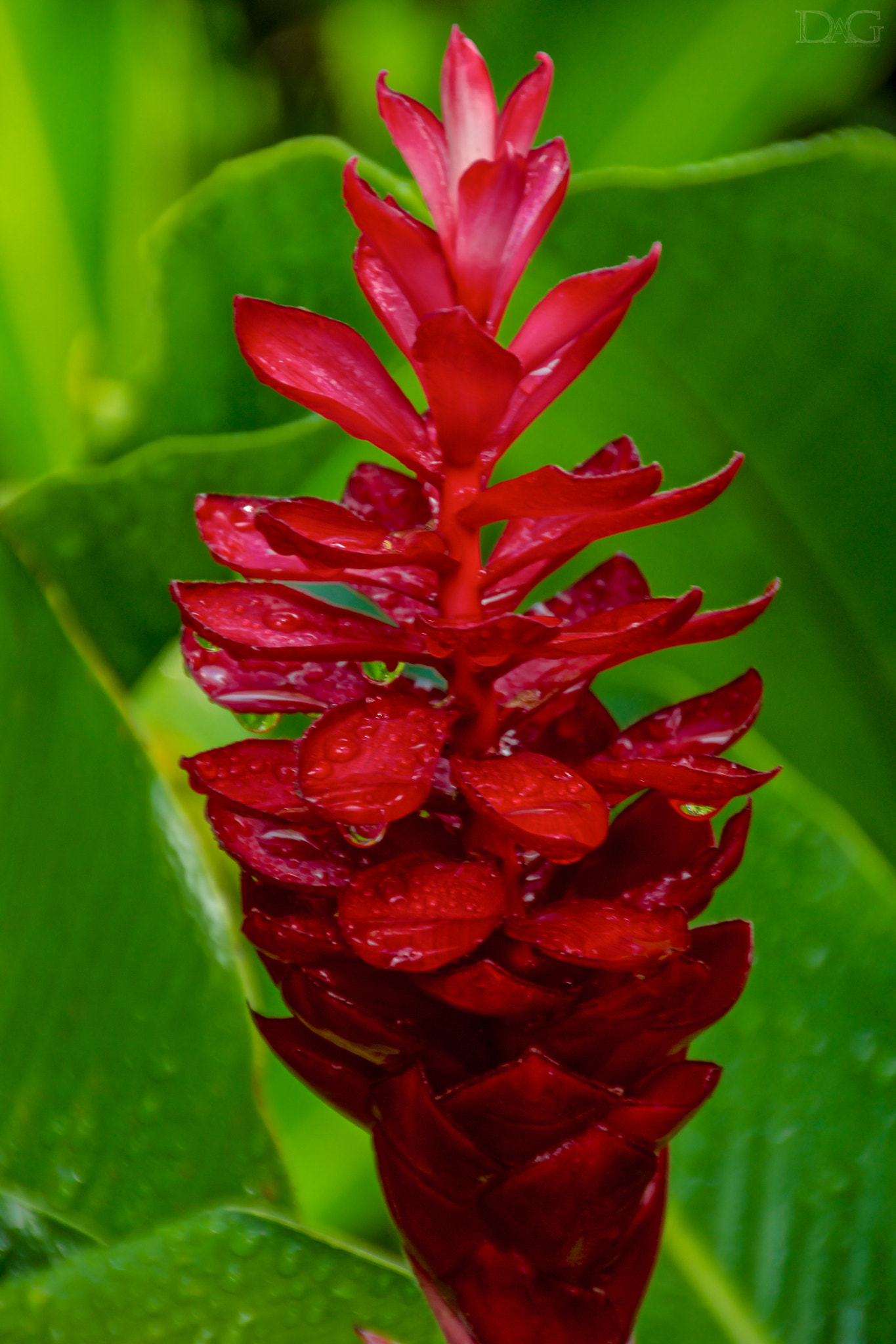Sigma 18-250mm F3.5-6.3 DC OS HSM sample photo. Rote blume - 03 photography