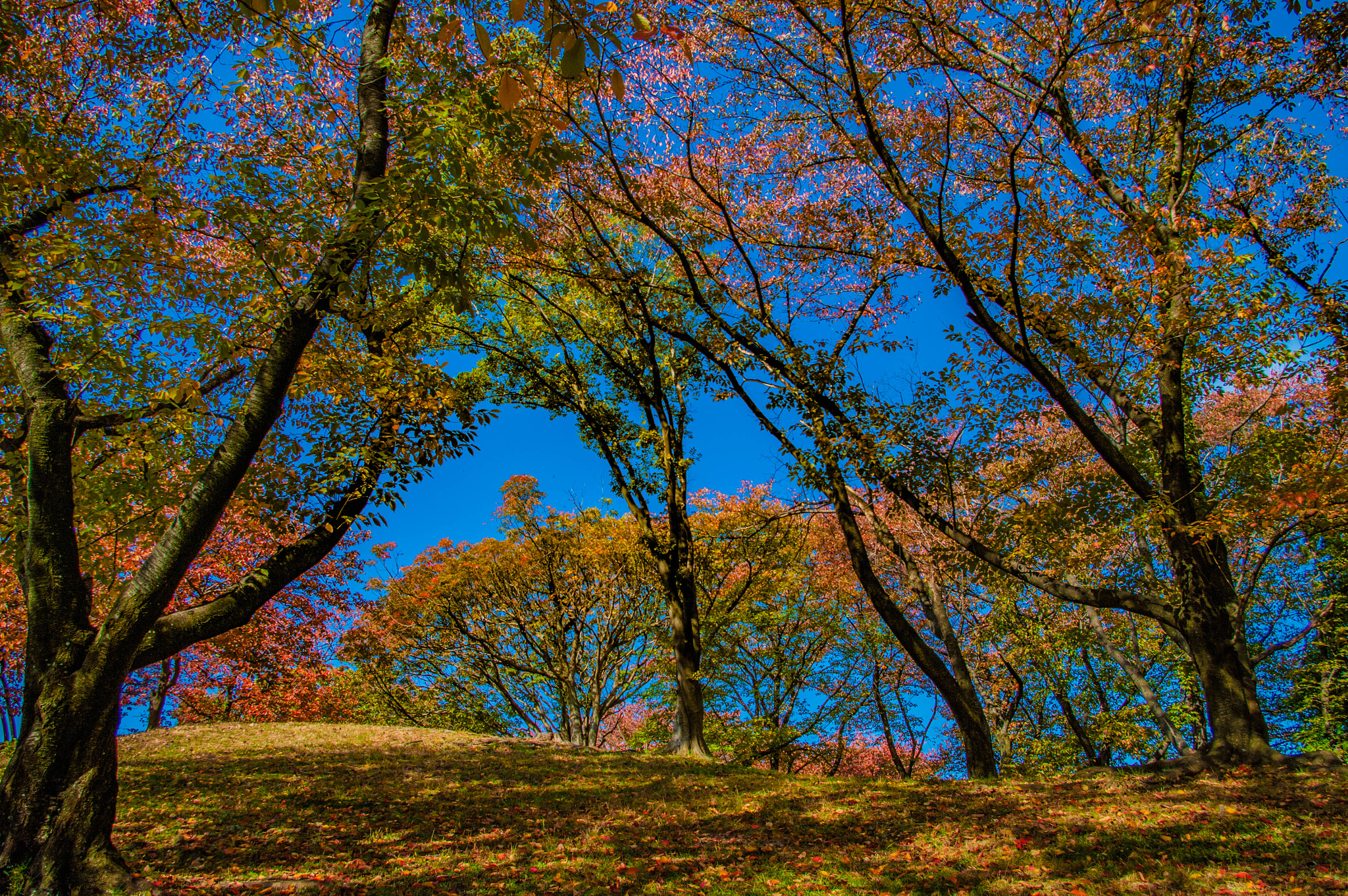 Pentax K20D sample photo. Colorful photography