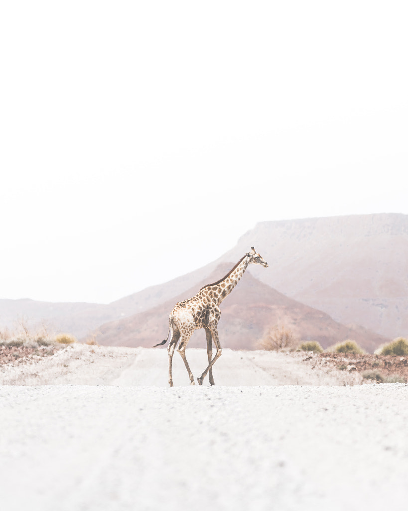 Why did the Giraffe cross the road? by Donal Boyd on 500px.com