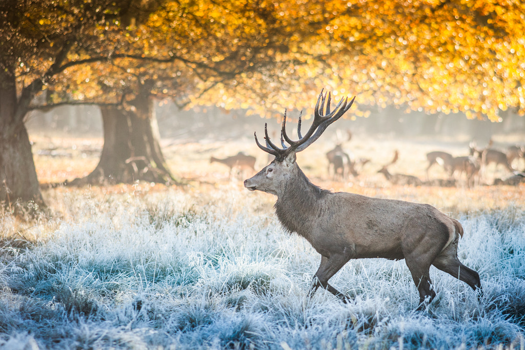 Deer through the frosty grass by Allan Lindy on 500px.com