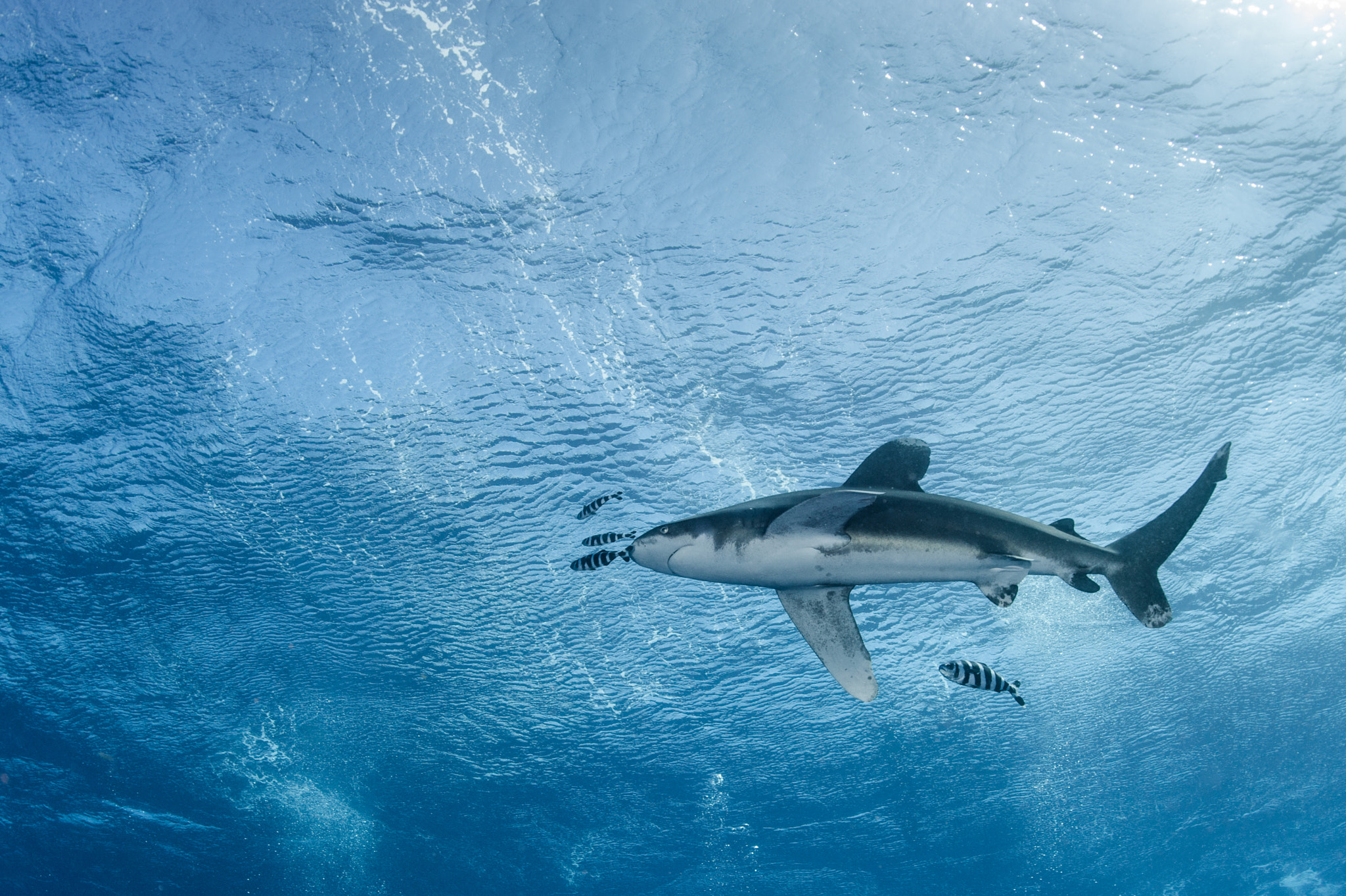 Nikon D700 + Nikon AF Fisheye-Nikkor 16mm F2.8D sample photo. Oceanic white tip and great sea texture photography