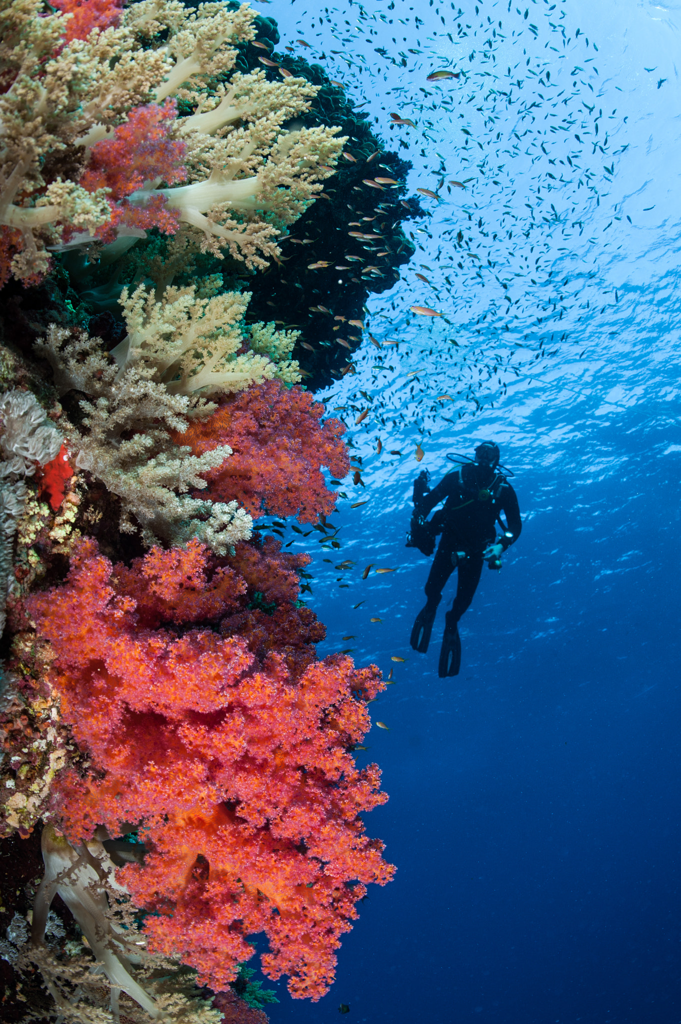 Nikon D700 + Nikon AF Fisheye-Nikkor 16mm F2.8D sample photo. Red coral and silhouetted diver photography