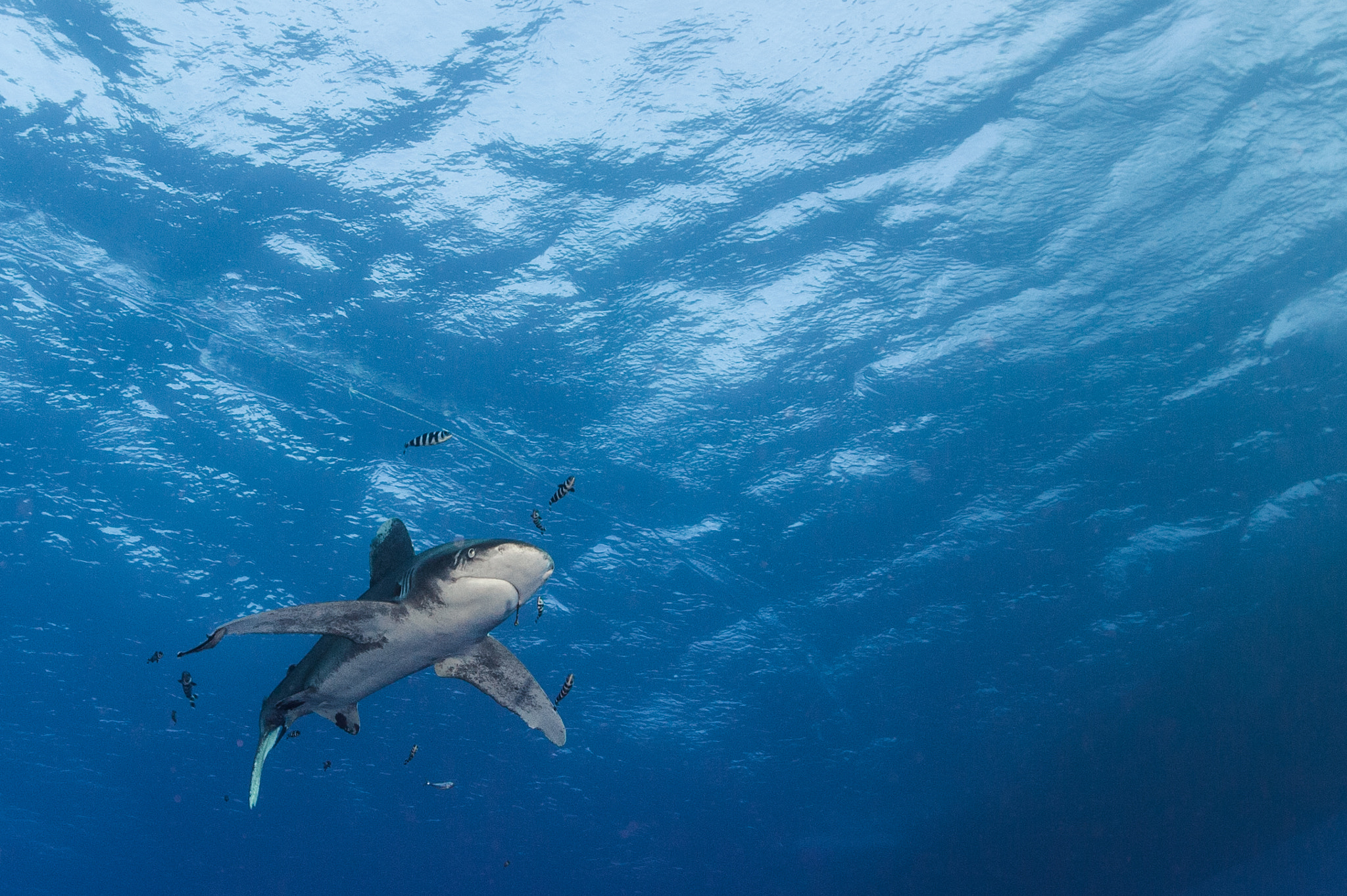 Nikon D700 + Nikon AF Fisheye-Nikkor 16mm F2.8D sample photo. Oceanic white tip cruising in red sea photography