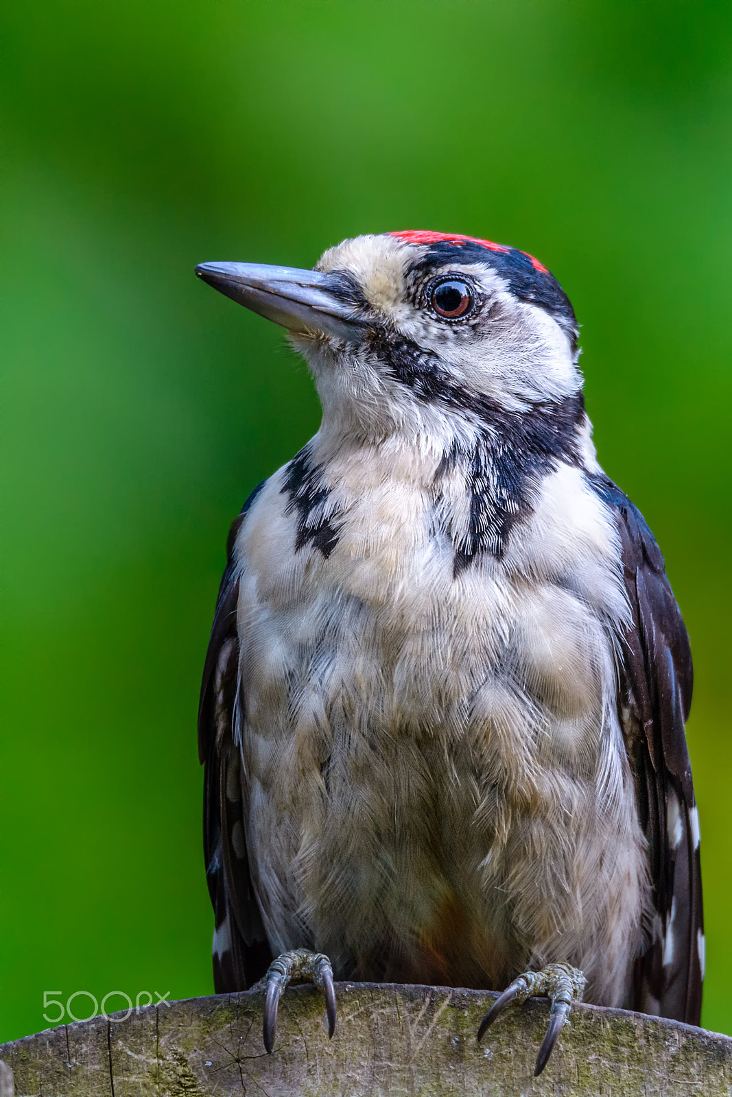 Sigma 150-600mm F5-6.3 DG OS HSM | S sample photo. Great spotted woodpecker (dendrocopos major) photography