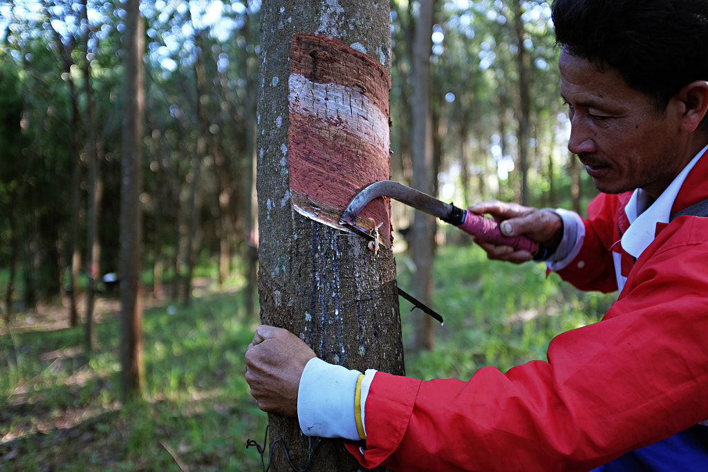 Tapping rubber trees in northeast Thailand by Matthew Richards / 500px