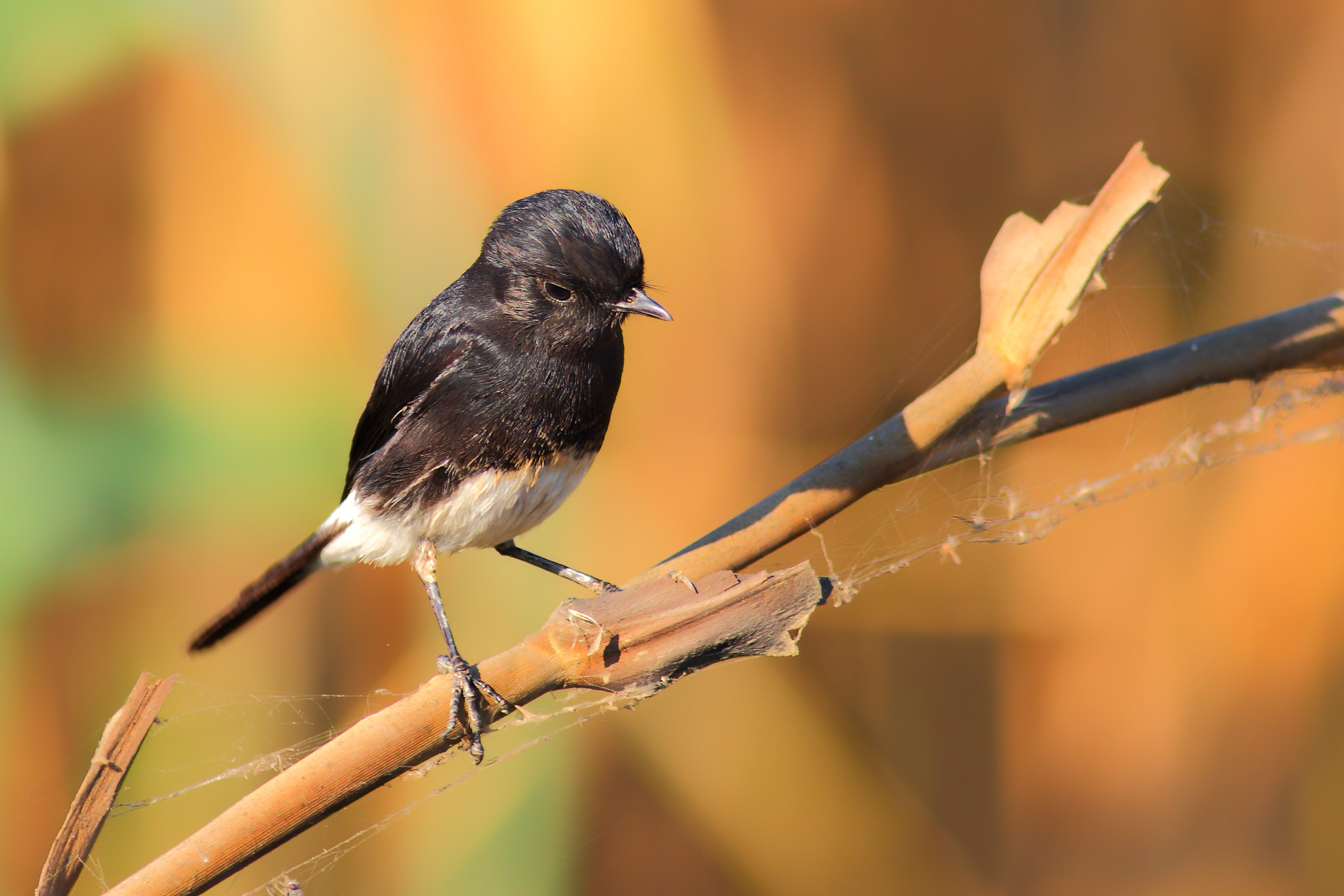 Canon EOS 70D sample photo. Pied bushchat photography
