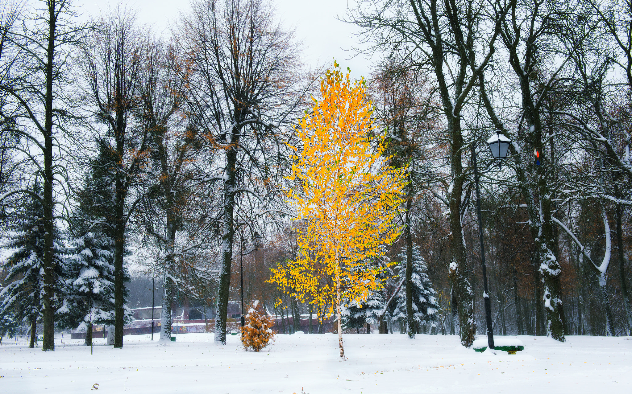 24-70mm F/2.8 G sample photo. First snow- november 13 photography