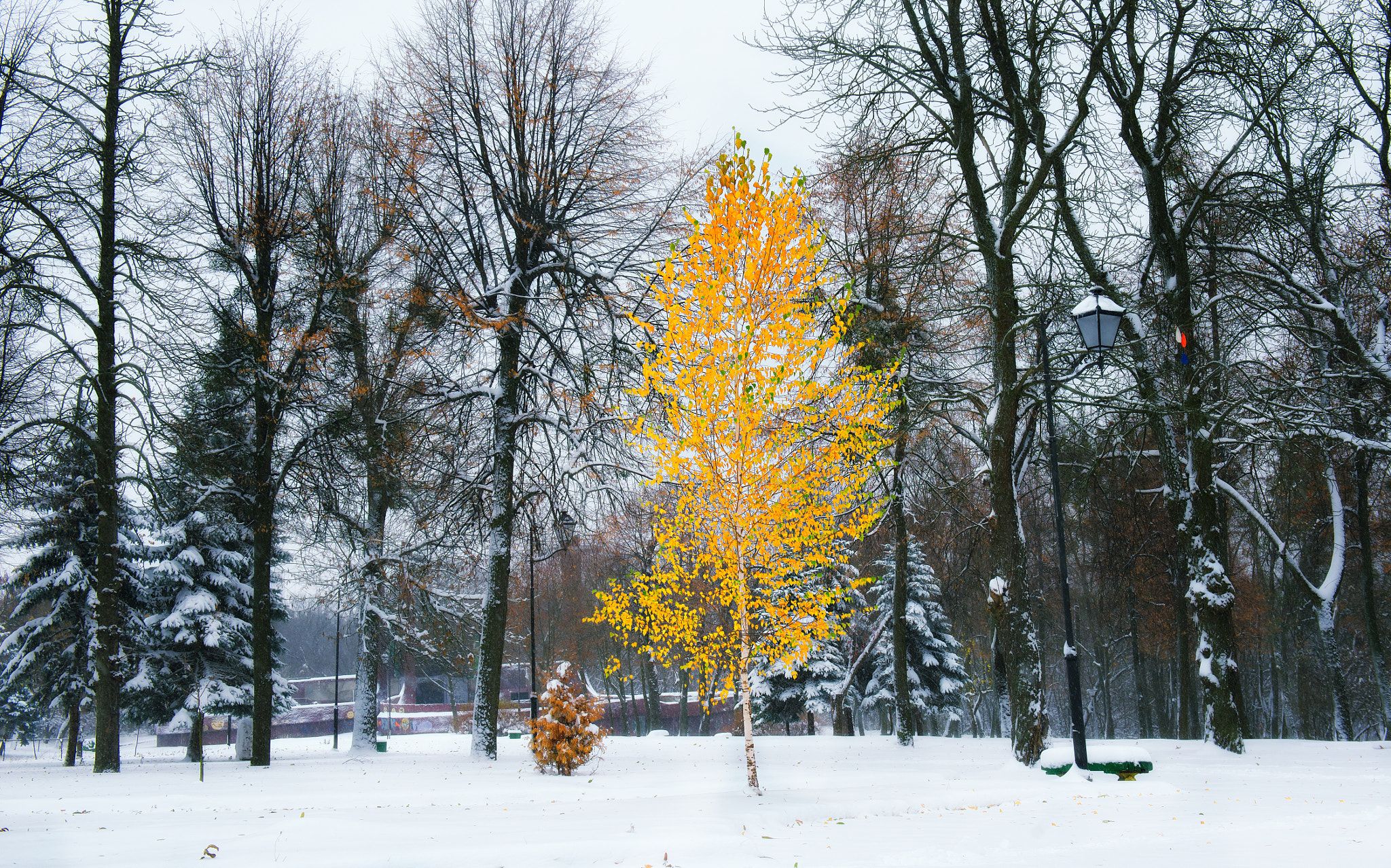Nikon D800E + 24-70mm F/2.8 G sample photo. First snow- november 13 photography
