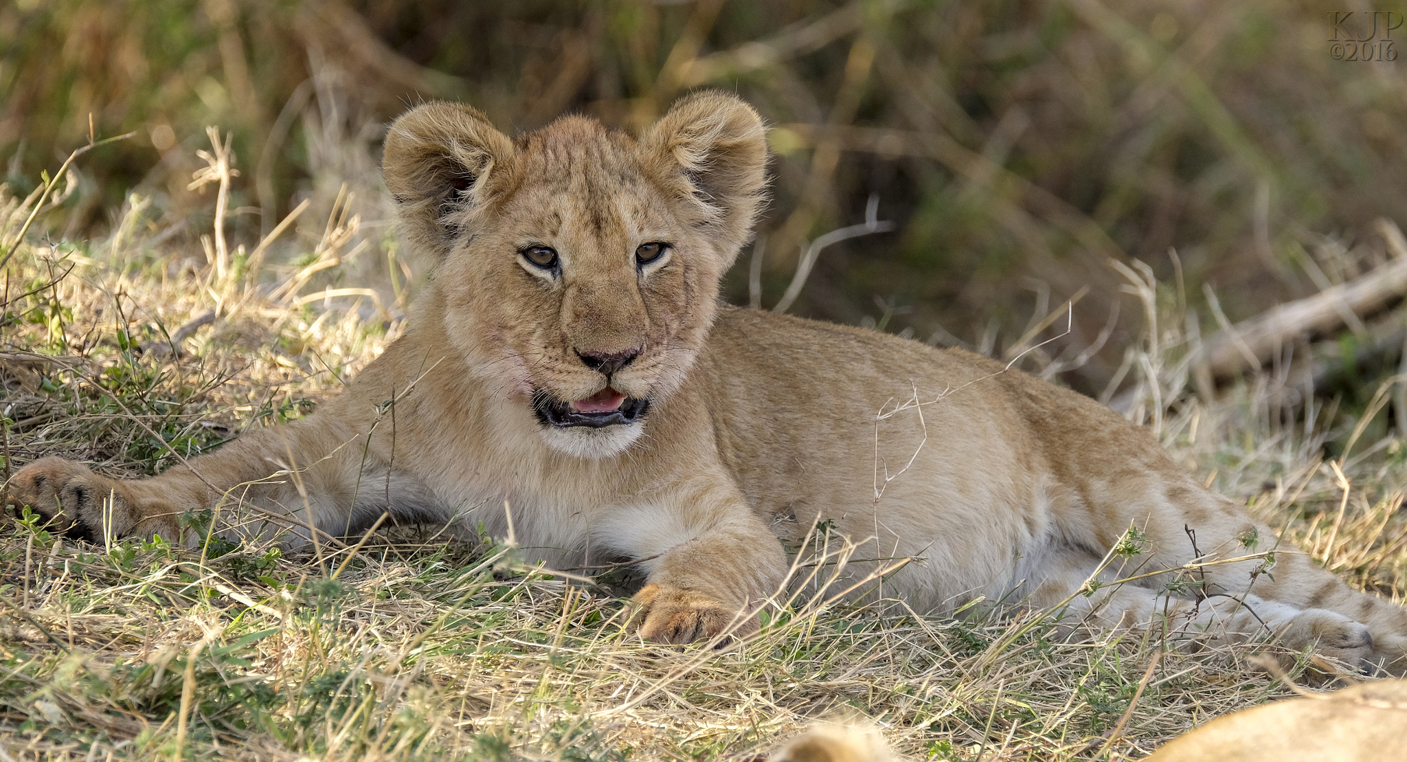 Fujifilm X-E2 + Fujifilm XF 100-400mm F4.5-5.6 R LM OIS WR sample photo. Lion cub photography