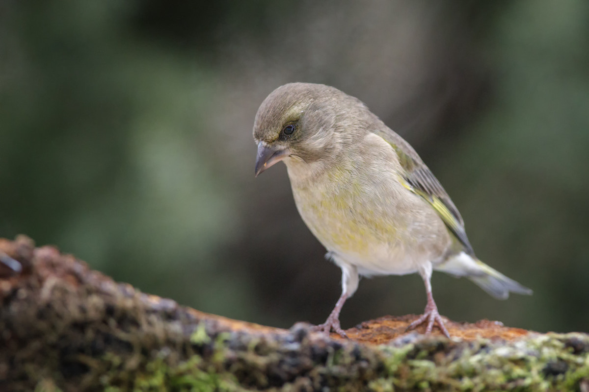 Canon EF 400mm F2.8L IS II USM sample photo. Greenfinch photography