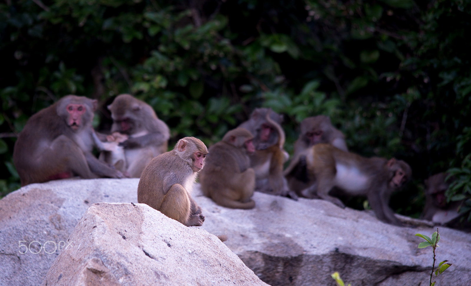 Sigma 150-500mm F5-6.3 DG OS HSM sample photo. Not alone, but lonely photography