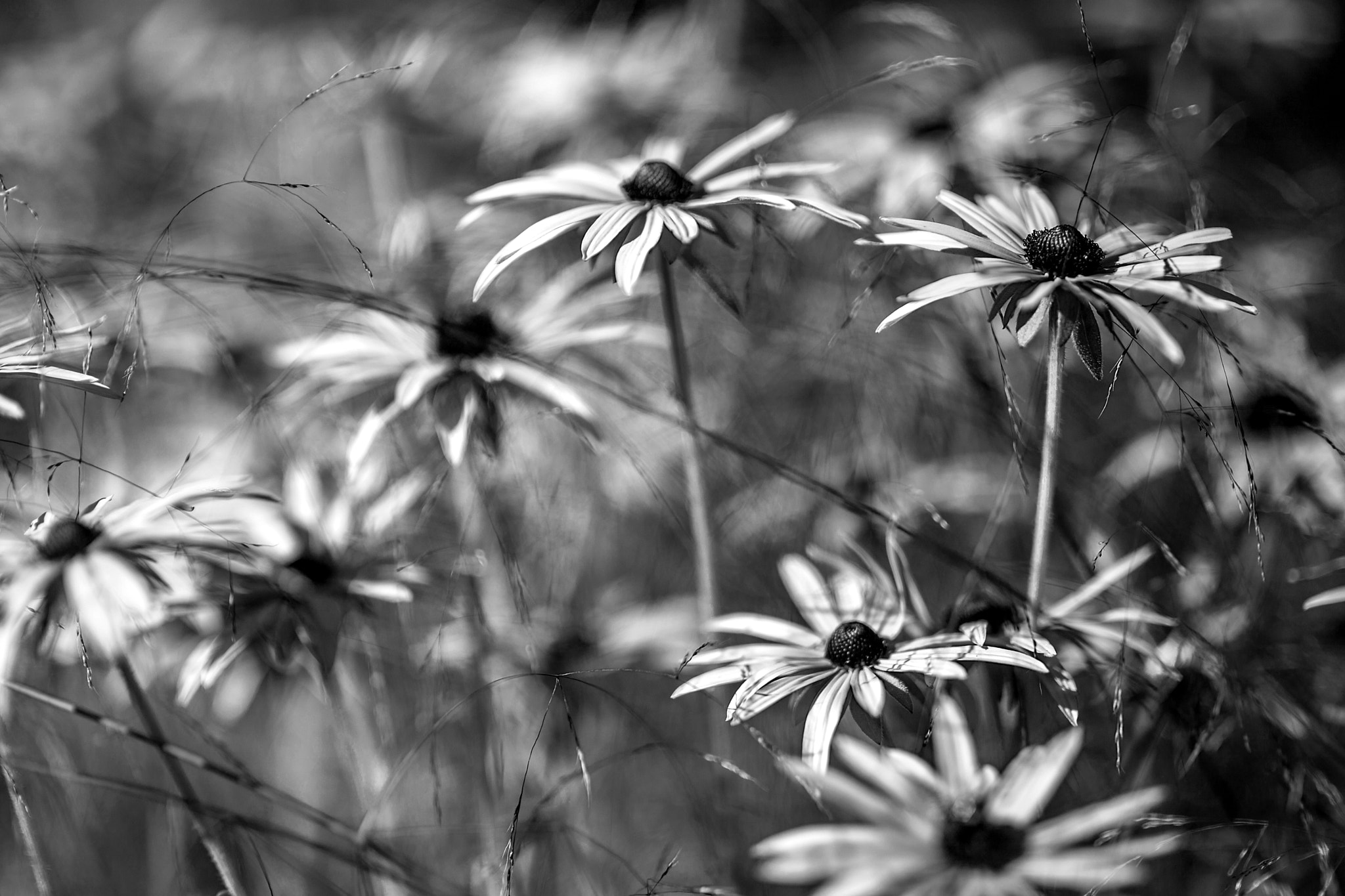 Sigma 85mm F1.4 EX DG HSM sample photo. Flowers photography