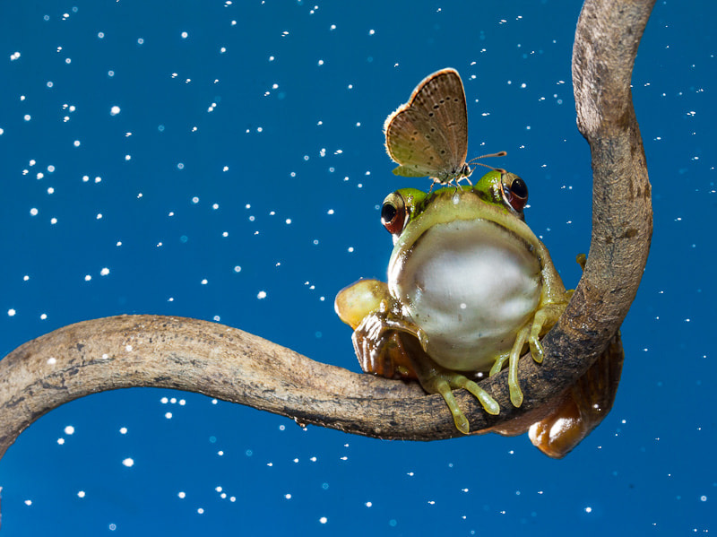Frog and butterfly by Khatawut Chaemchamras Photo 18292481 / 500px