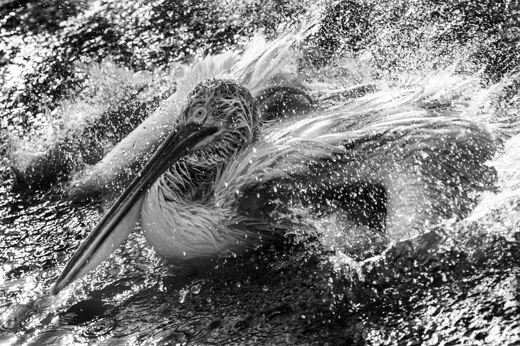 Big Splash... by marion hofman on 500px.com