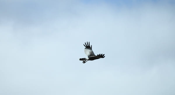 Martial Eagle in flight