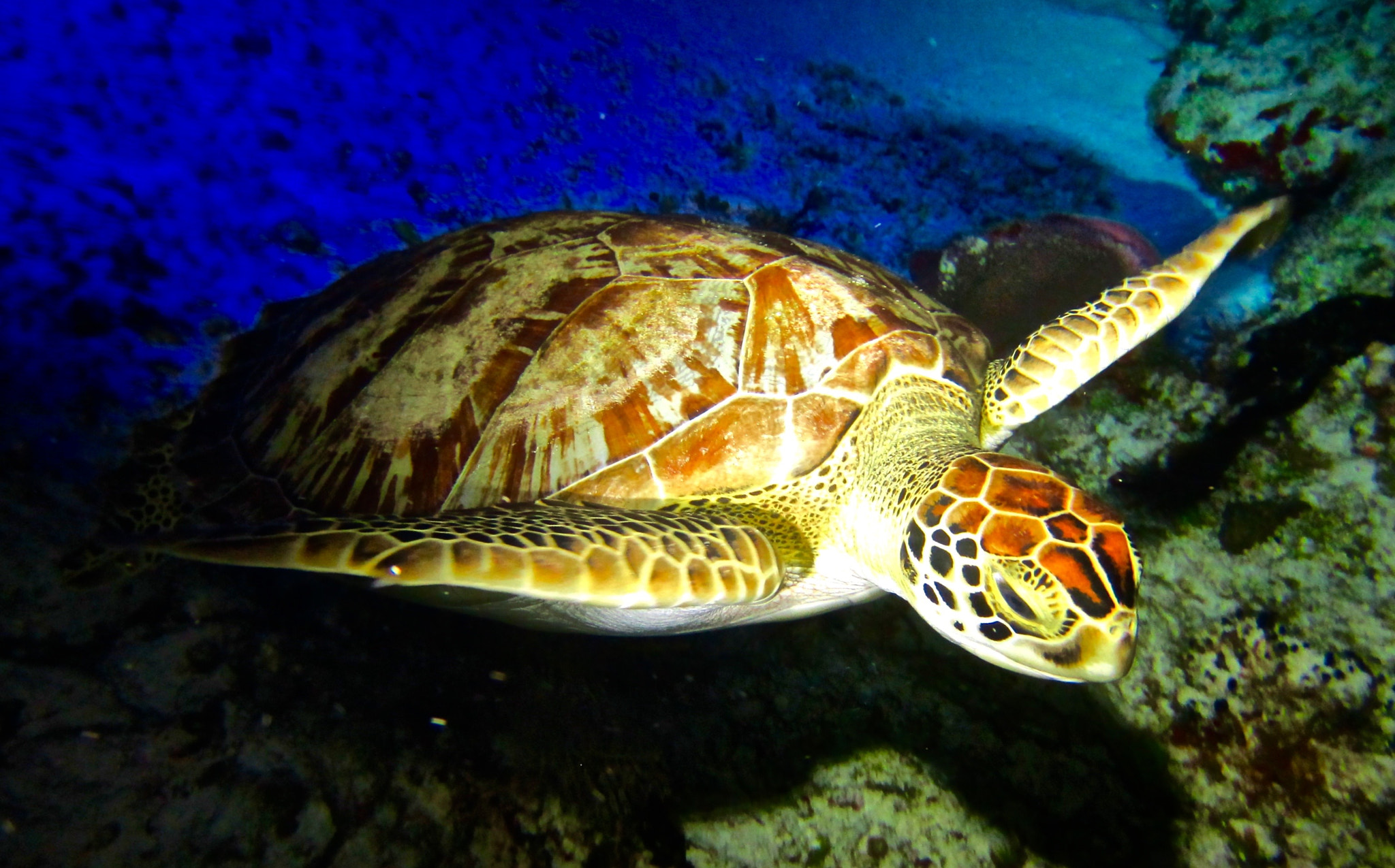 Canon PowerShot ELPH 300 HS (IXUS 220 HS / IXY 410F) sample photo. Green sea turtle photography
