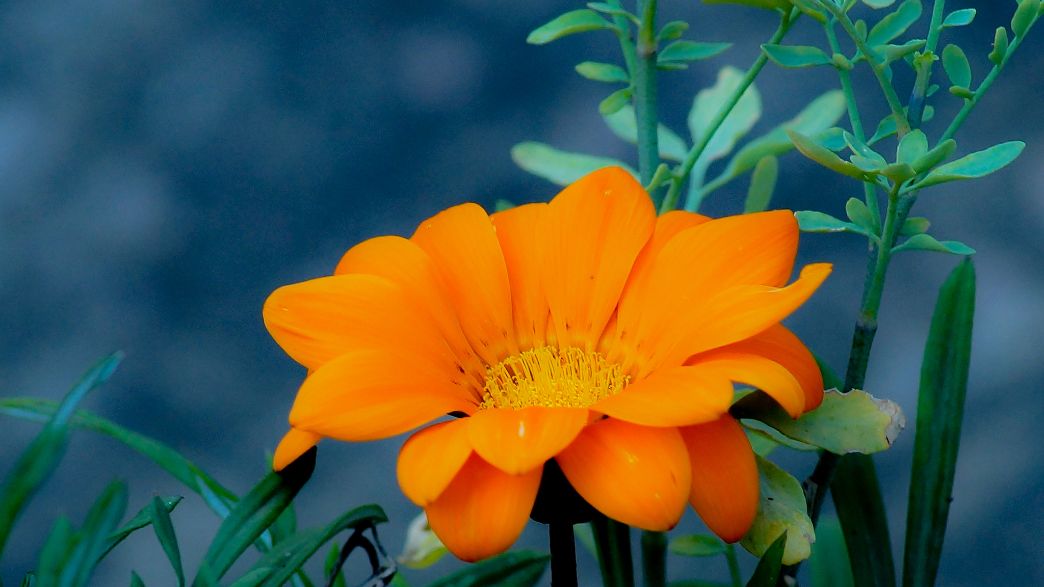 Minolta AF 80-200mm F2.8 HS-APO G sample photo. Flor photography