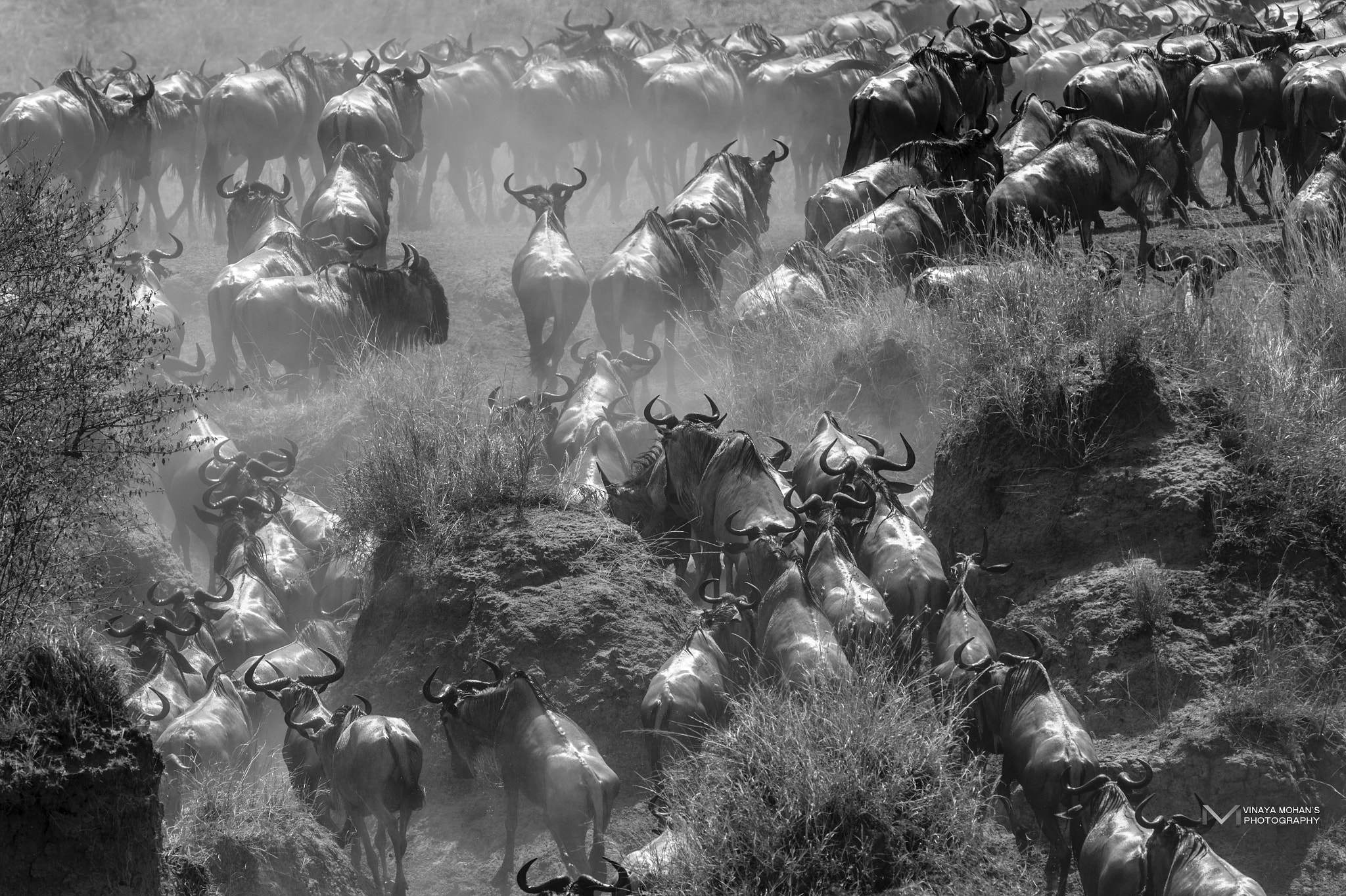 Nikon D4S + Nikon AF-S Nikkor 500mm F4G ED VR sample photo. Mara migration photography