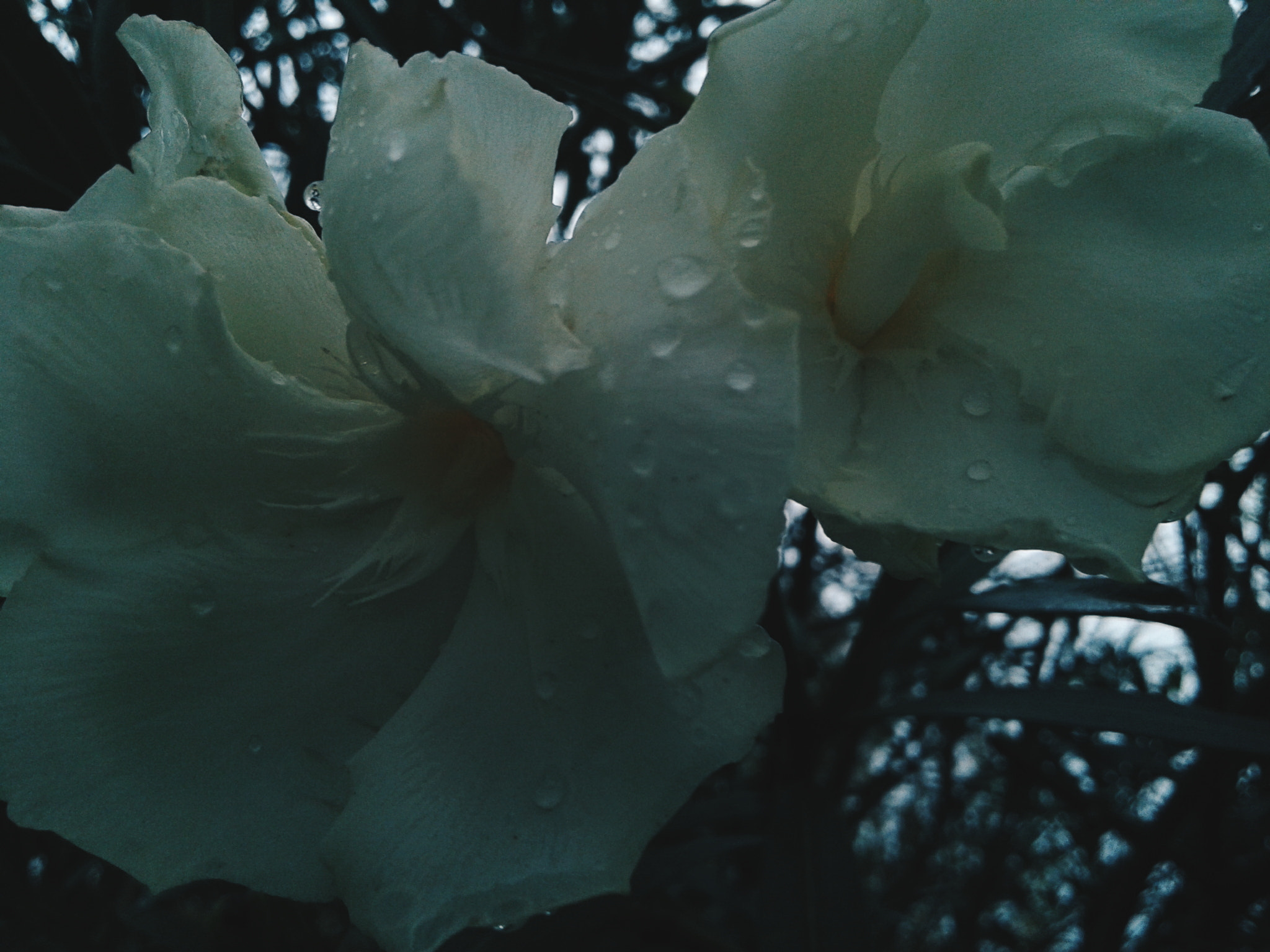 Samsung Galaxy Core2 sample photo