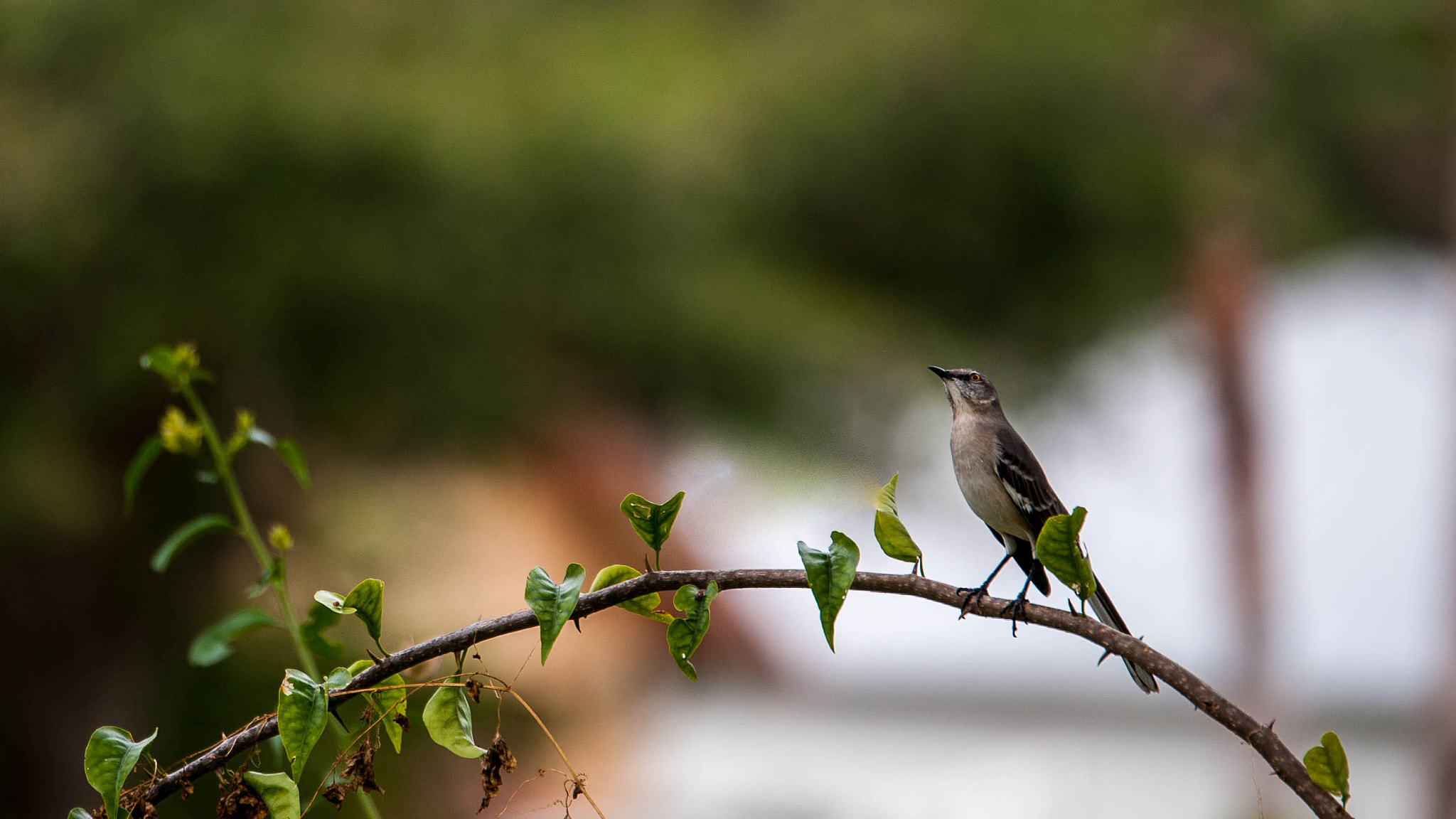 Tamron SP 70-200mm F2.8 Di VC USD sample photo. 30992161835.jpg photography