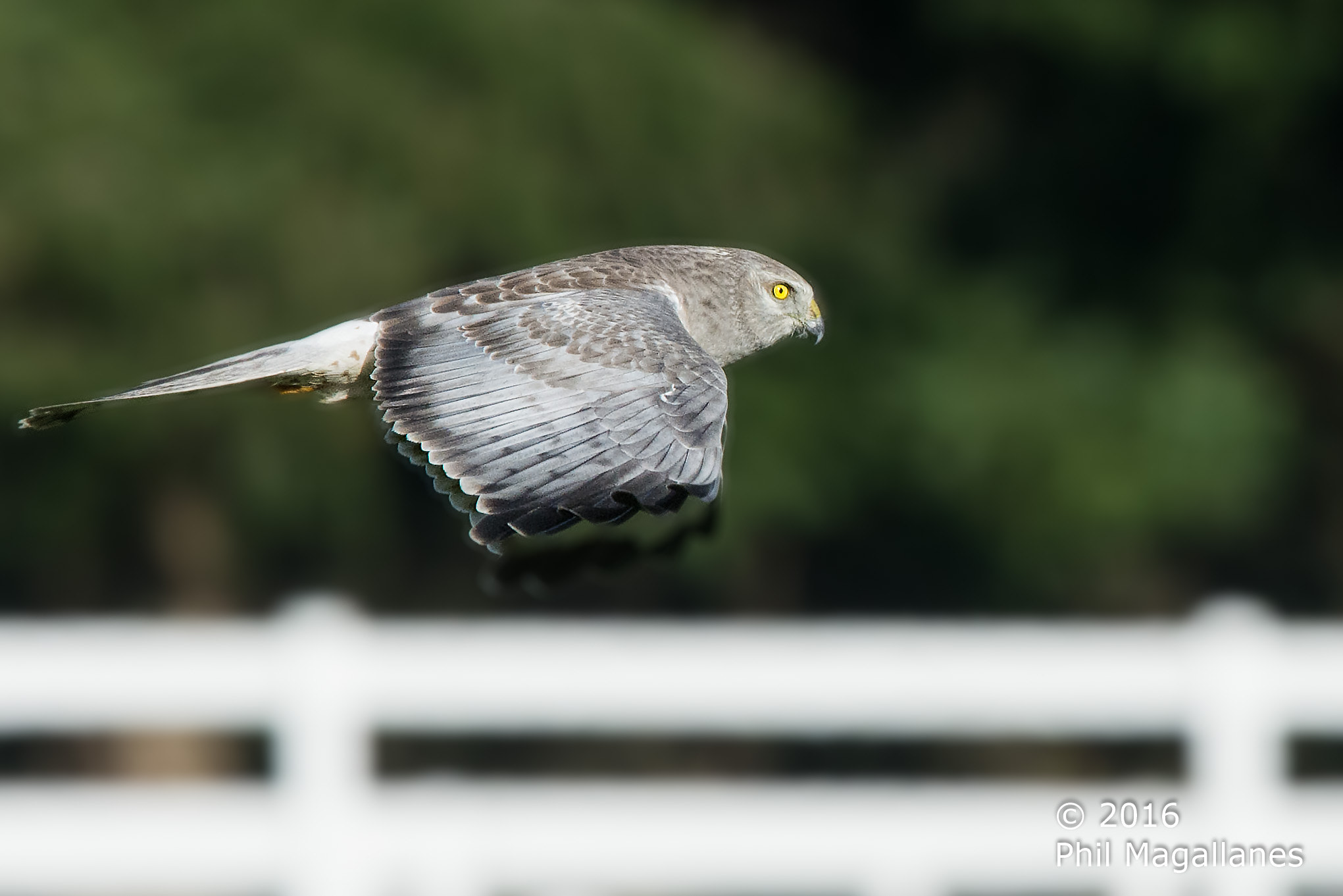 Nikon Nikkor AF-S 300mm F4E PF ED VR sample photo. Northern harrier male in flight photography