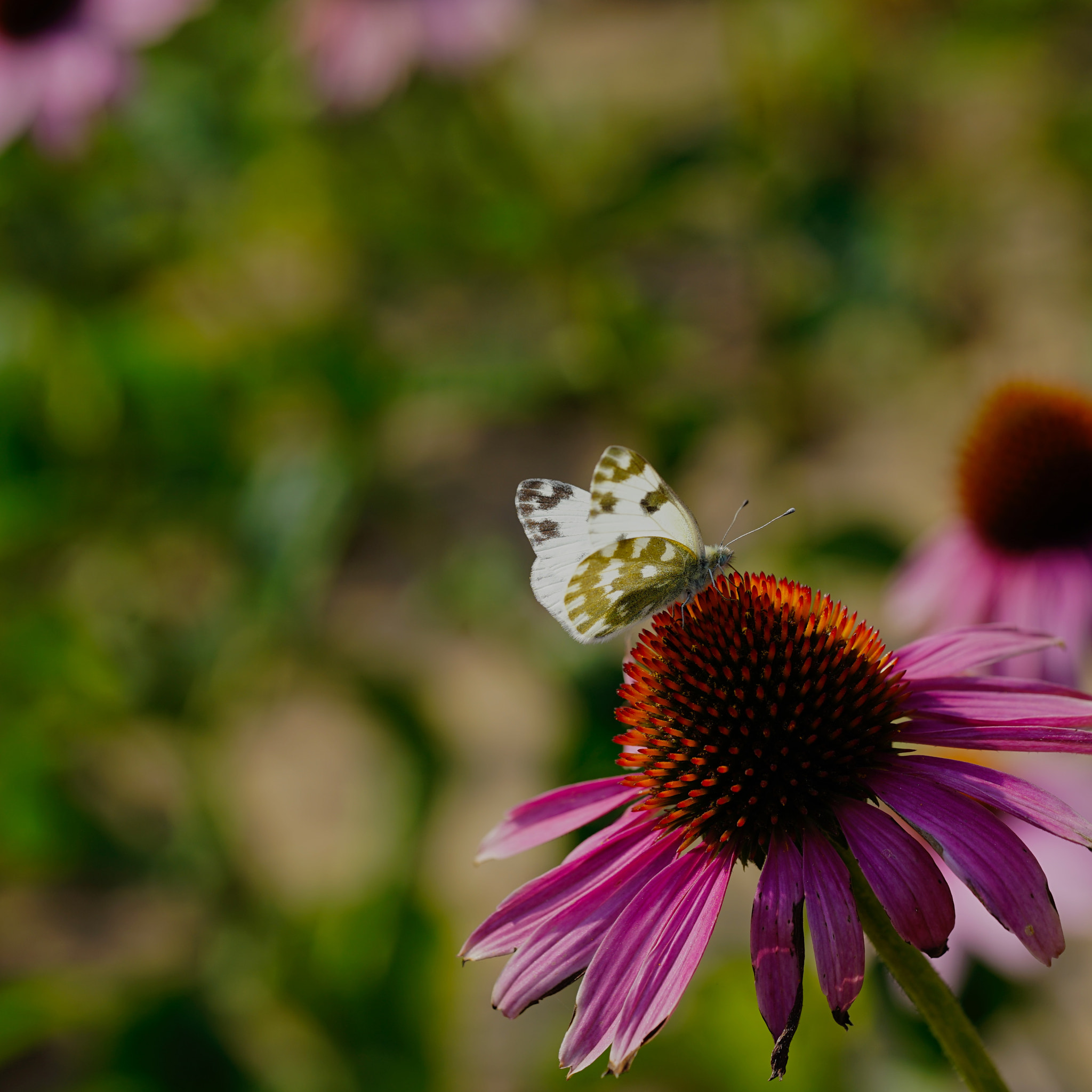 Sony a7 II + Sony FE 90mm F2.8 Macro G OSS sample photo. 花与蝶 photography