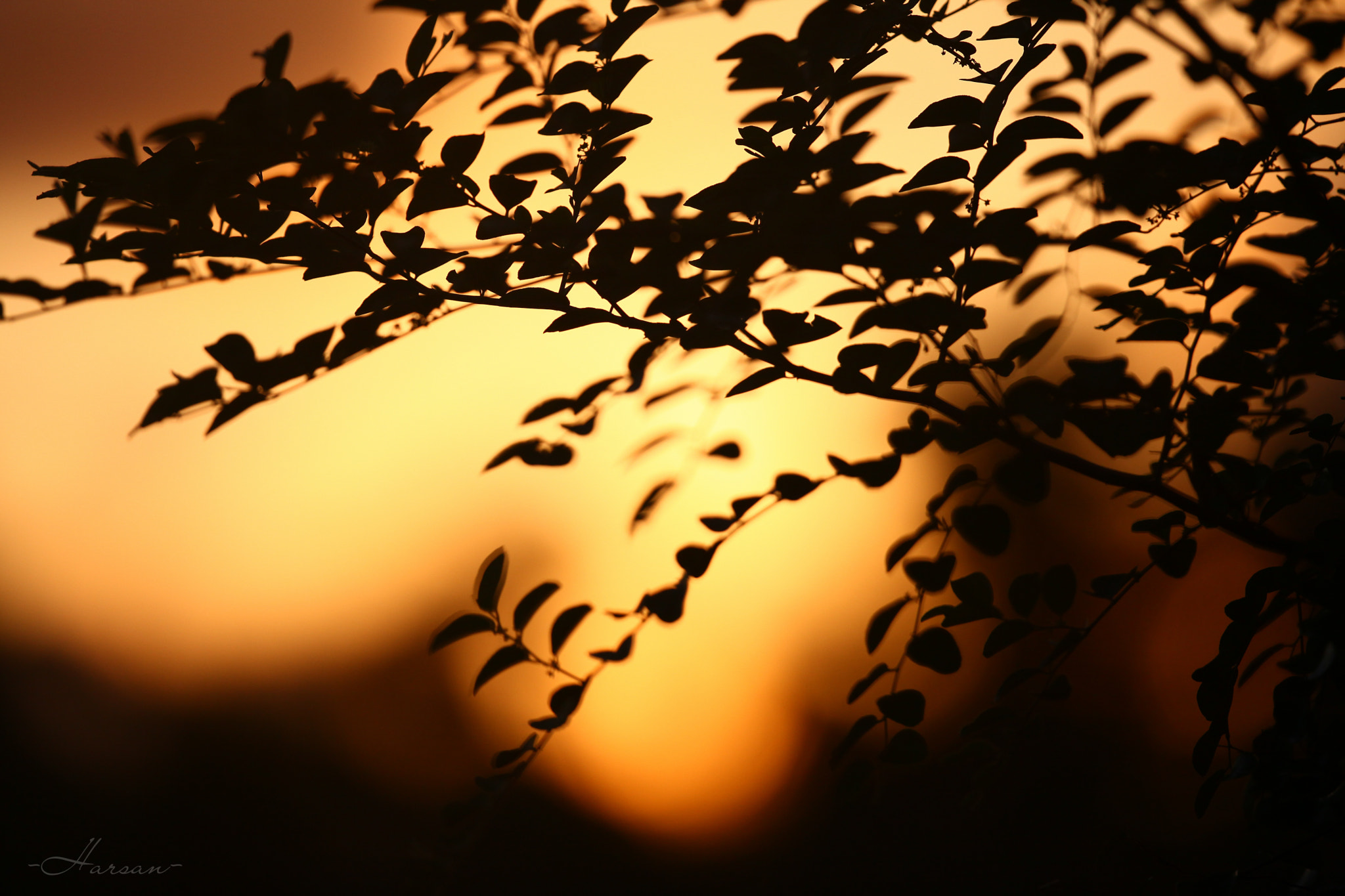 Canon EF 500mm F4L IS II USM sample photo. Sunset, somewhere photography