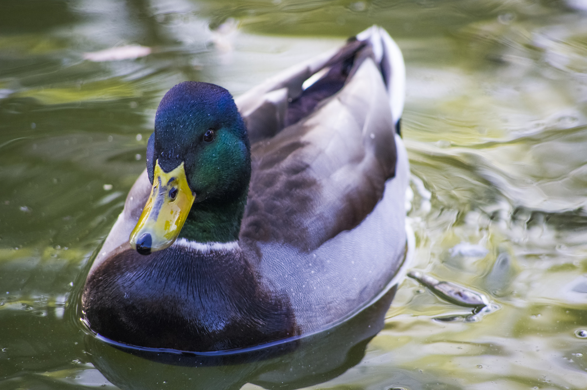 smc PENTAX-DA L 55-300mm F4-5.8 ED sample photo. Tranquil mallard photography