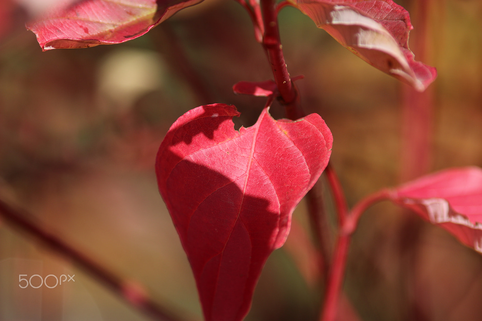 Canon EOS 70D sample photo. Light and shadow photography