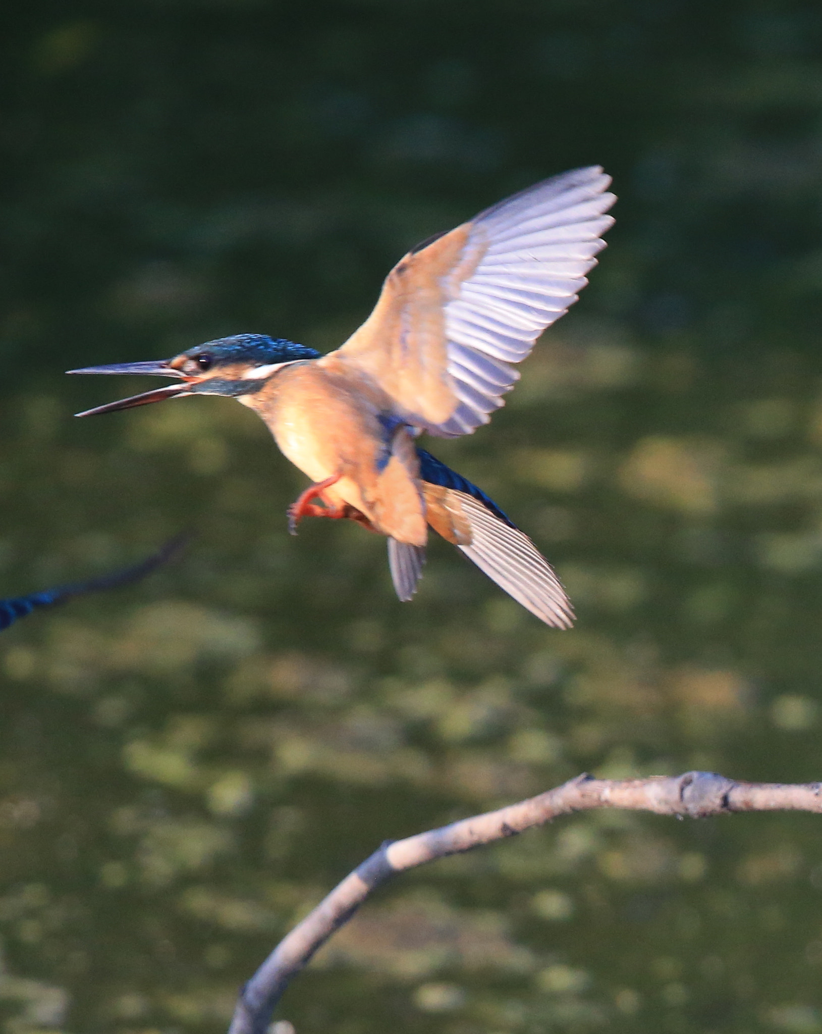 Canon EOS-1D X + Canon EF 600mm F4L IS II USM sample photo. 773 photography