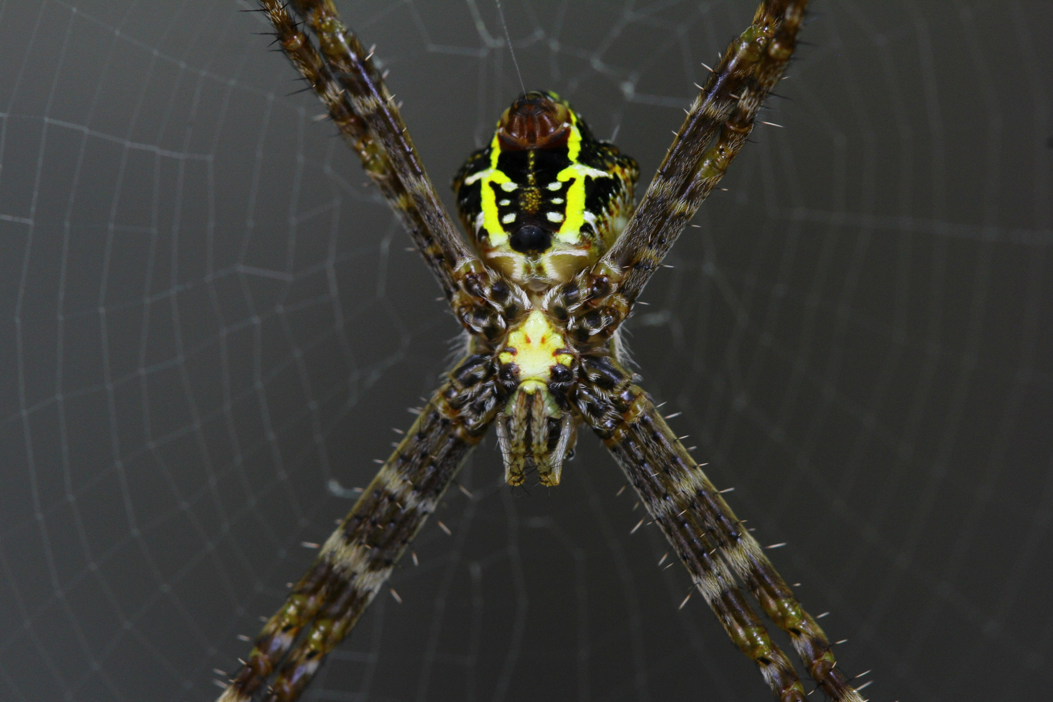 Canon EF 100mm F2.8L Macro IS USM sample photo. Spiderman! photography