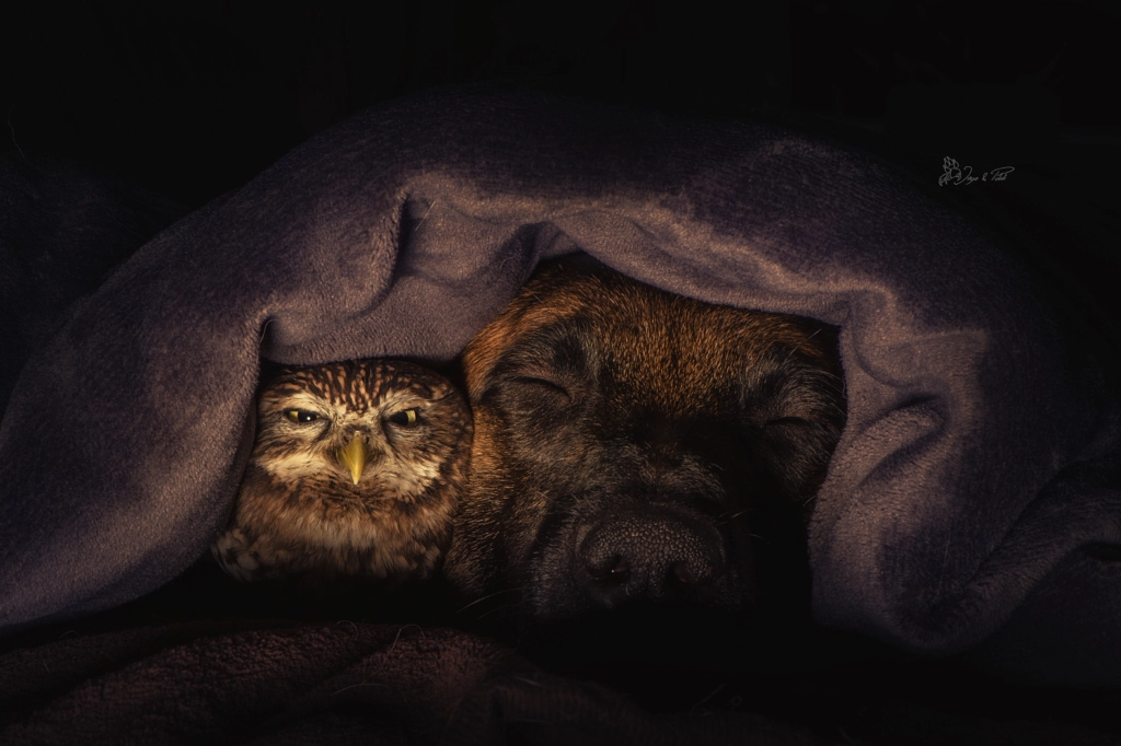 Dreams by Tanja Brandt on 500px.com